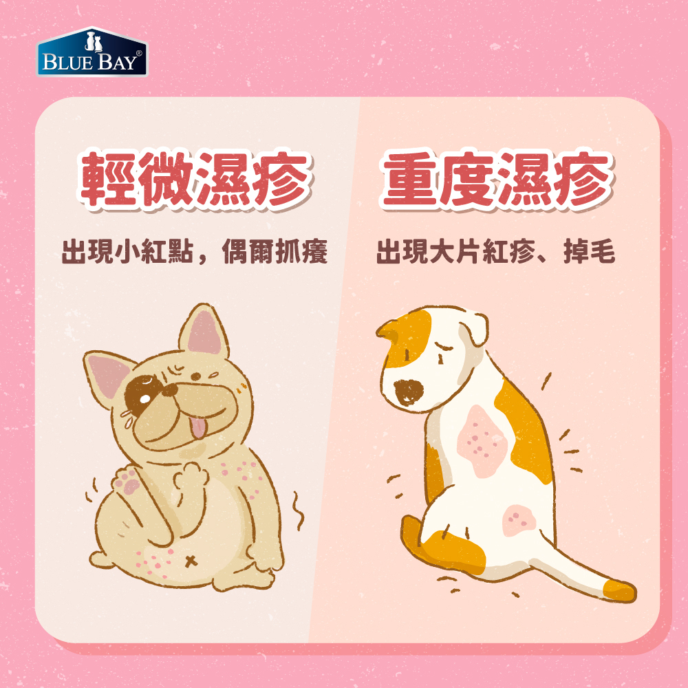 狗狗濕疹一直抓不停？怎麼分辨才不會錯過黃金治療期