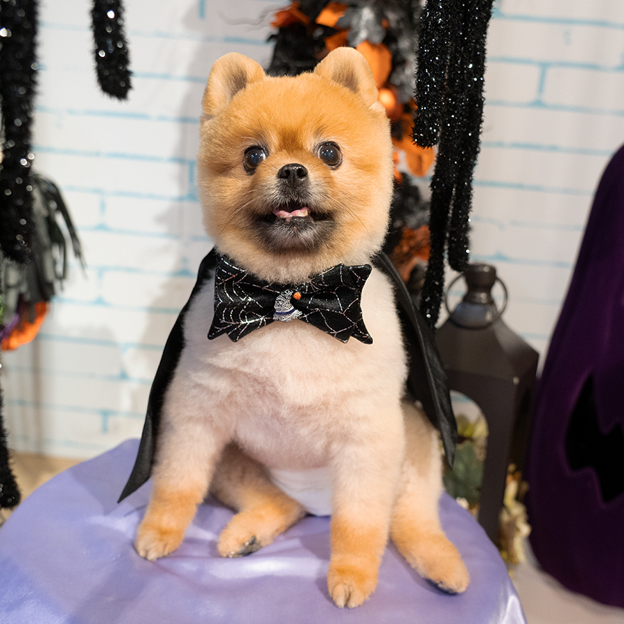 Halloween Black Spider Cape w/ Collar