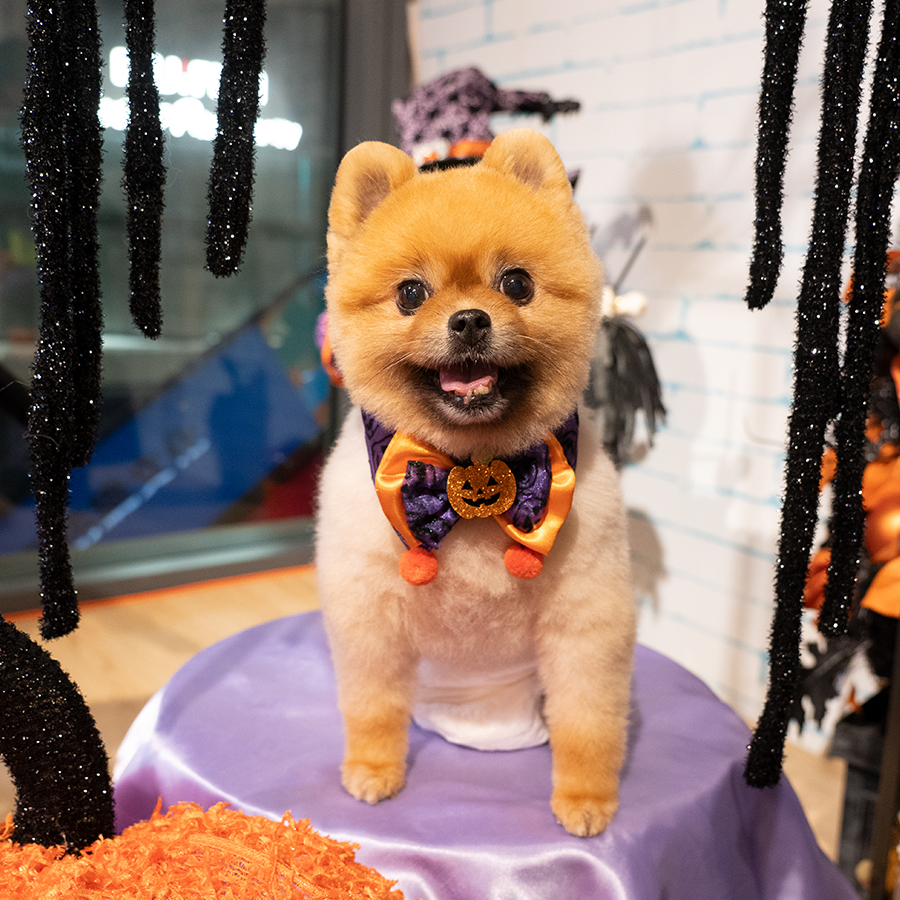 萬聖節南瓜頸圈