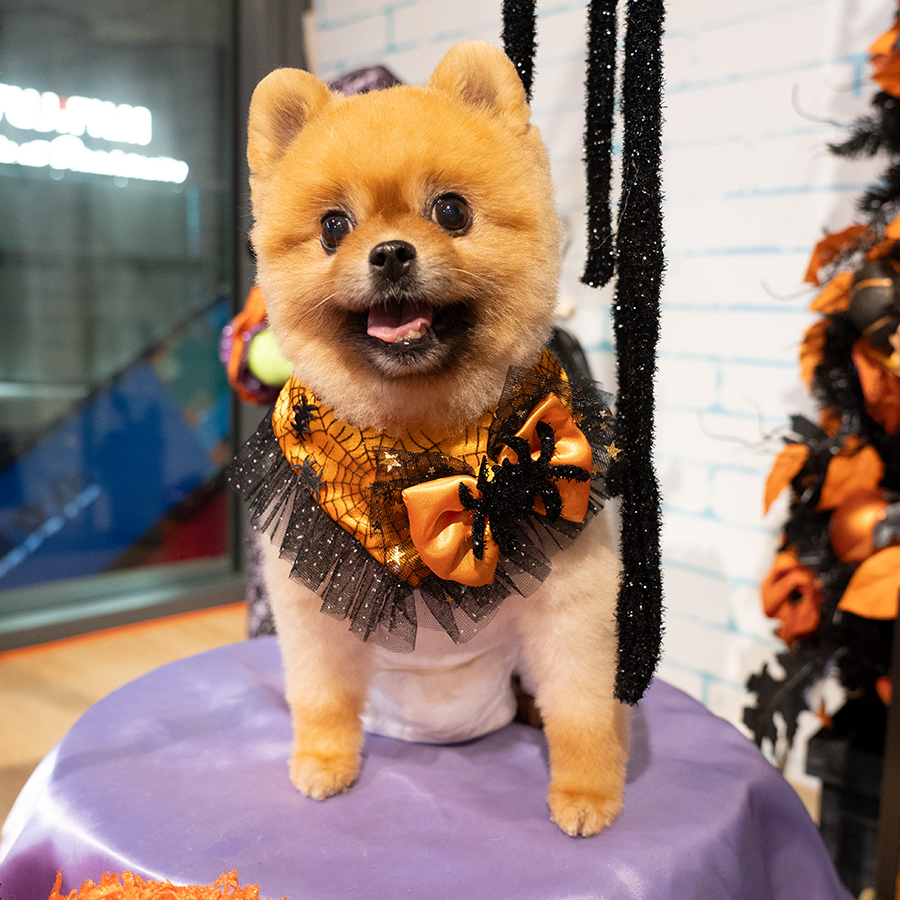 萬聖節蜘蛛頸圈