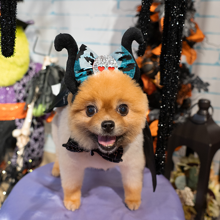 萬聖節骷髏頭帶