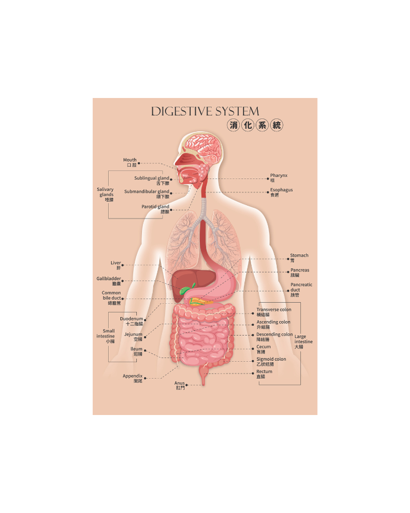 知識就是力量 消化系統文件夾 A4