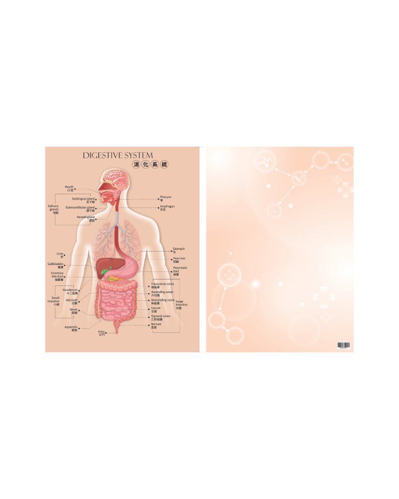 知識就是力量 消化系統文件夾 A4