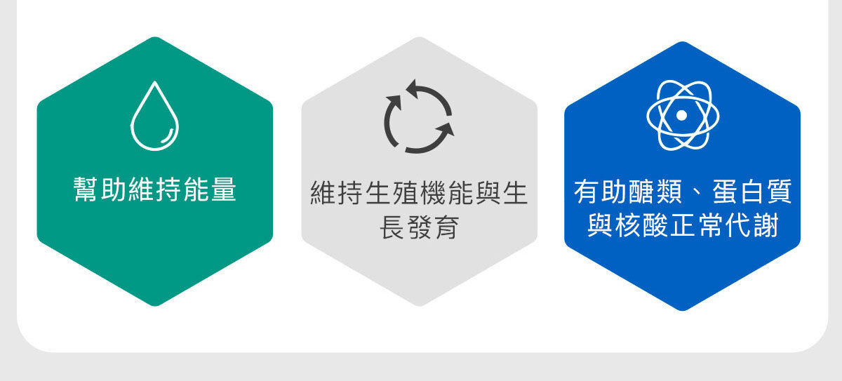 男性專門補充-天然酵母B群-14