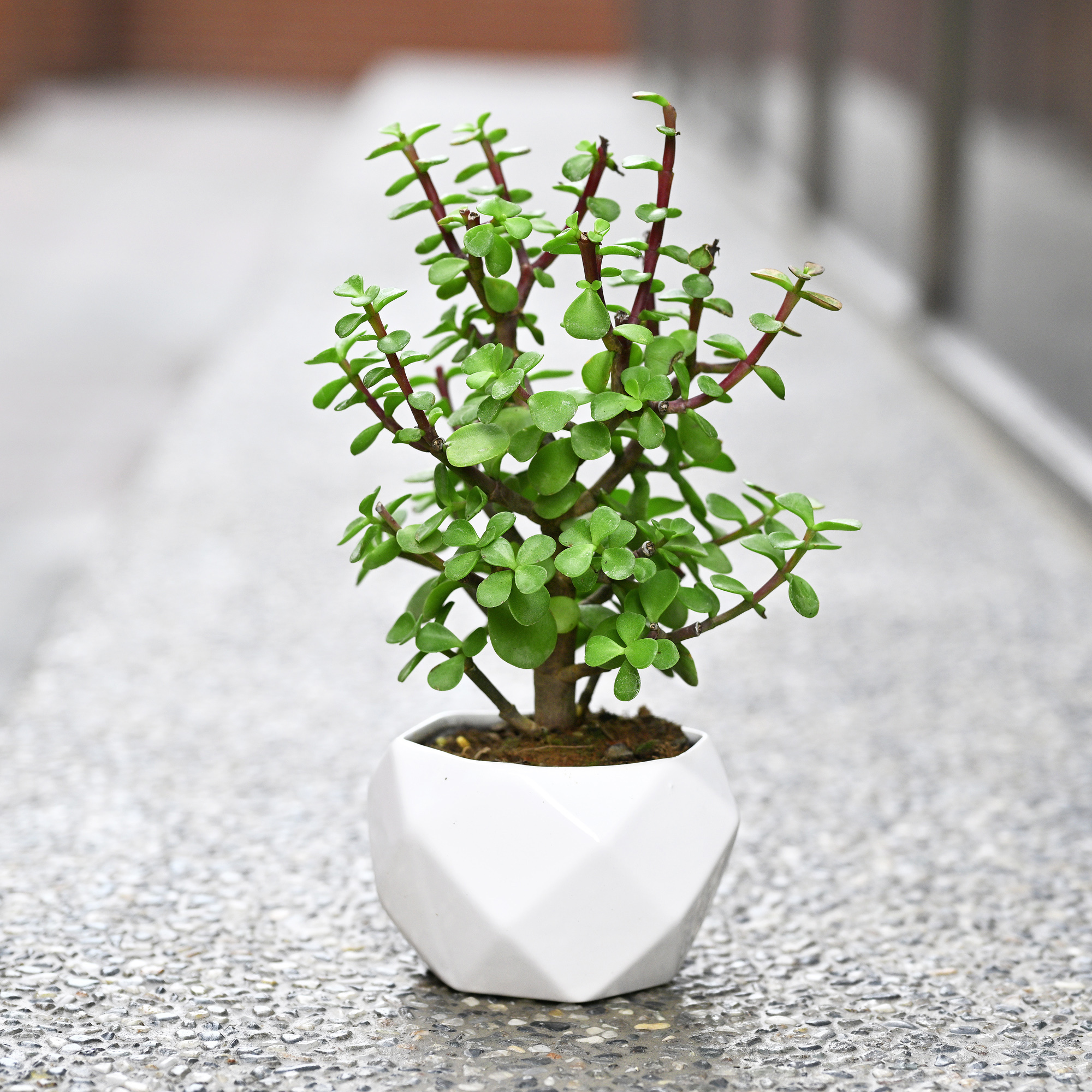 銀杏木(3寸盆栽)