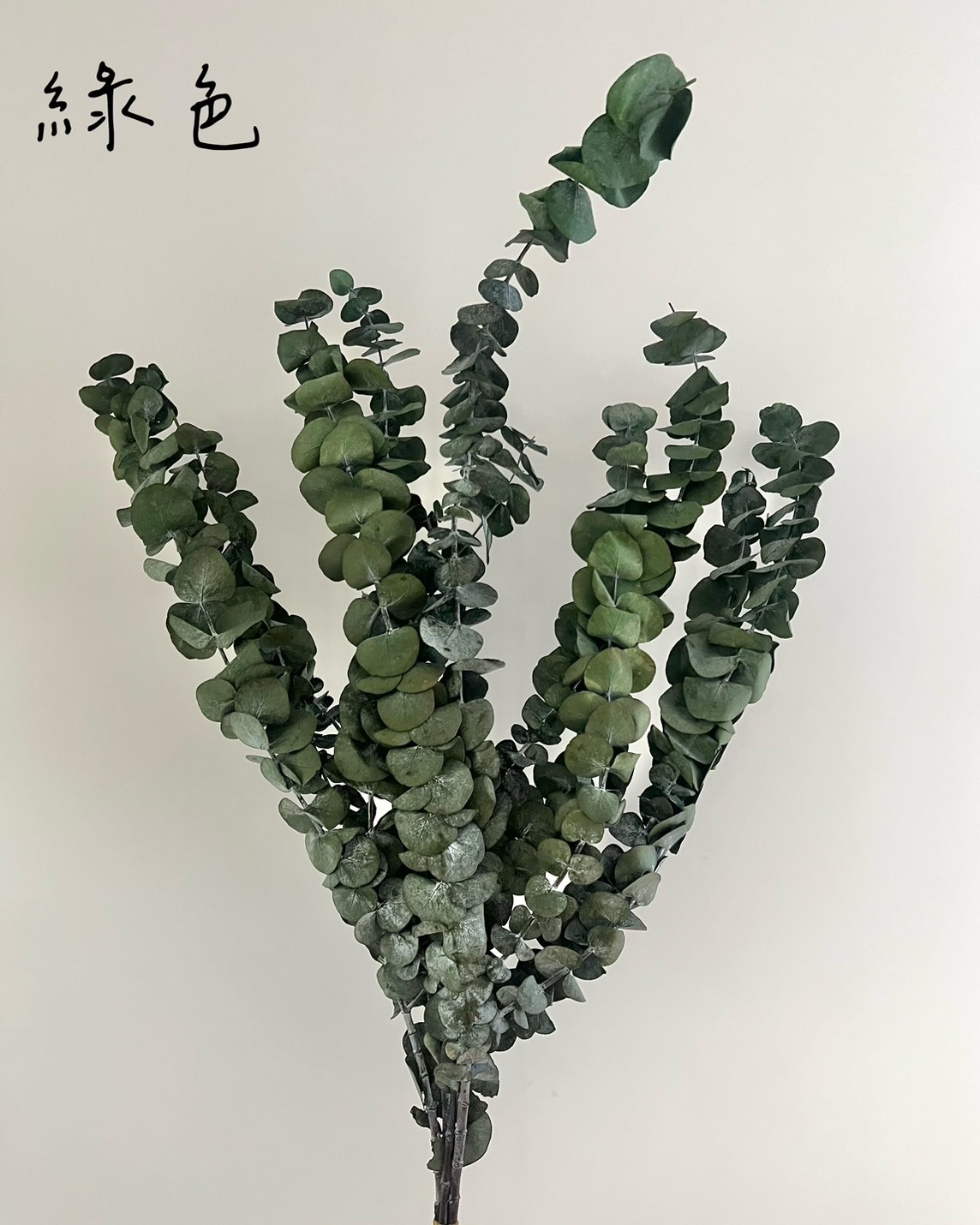 不凋大葉尤加利