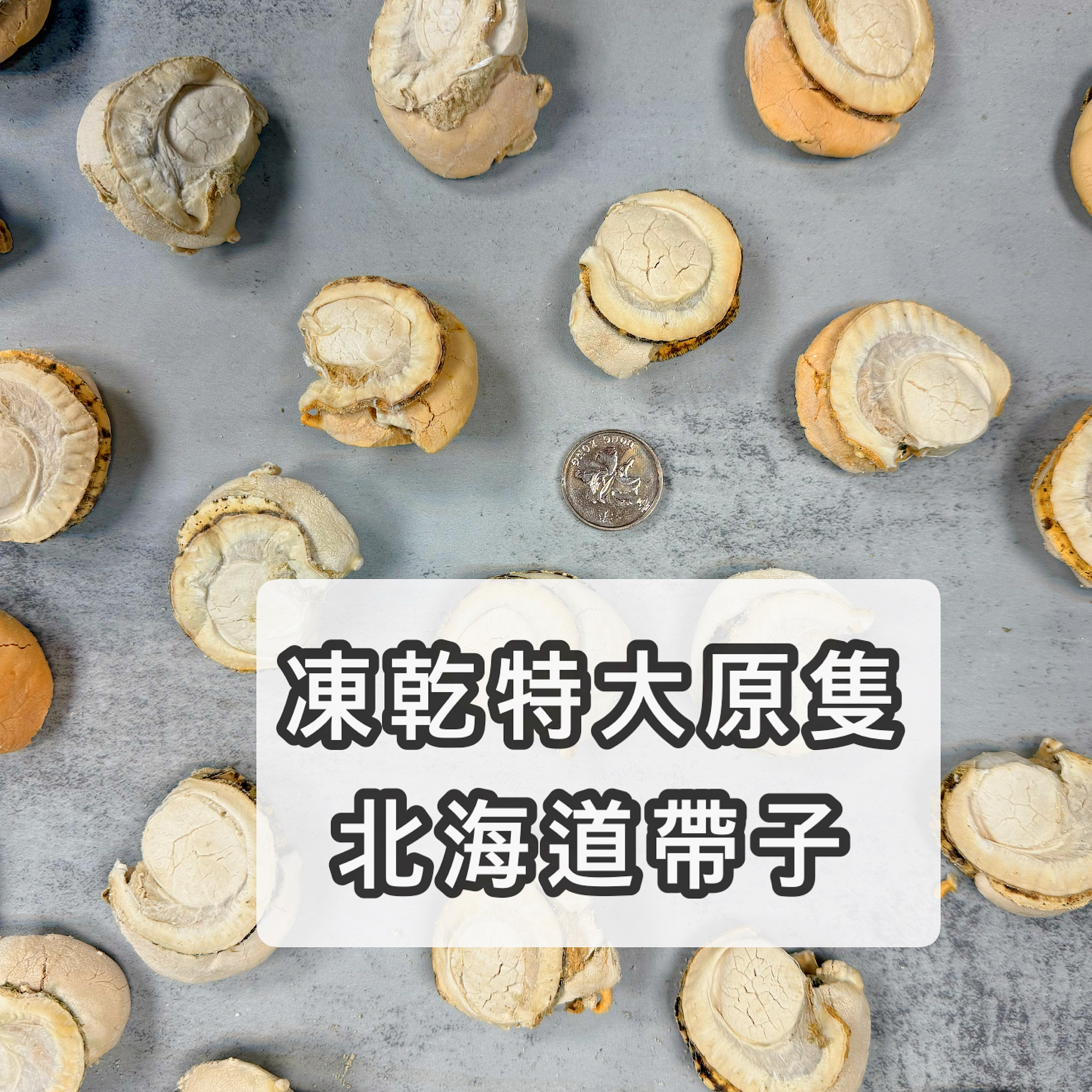 凍乾原隻特大北海道日本帶子｜比以前大一至兩倍
