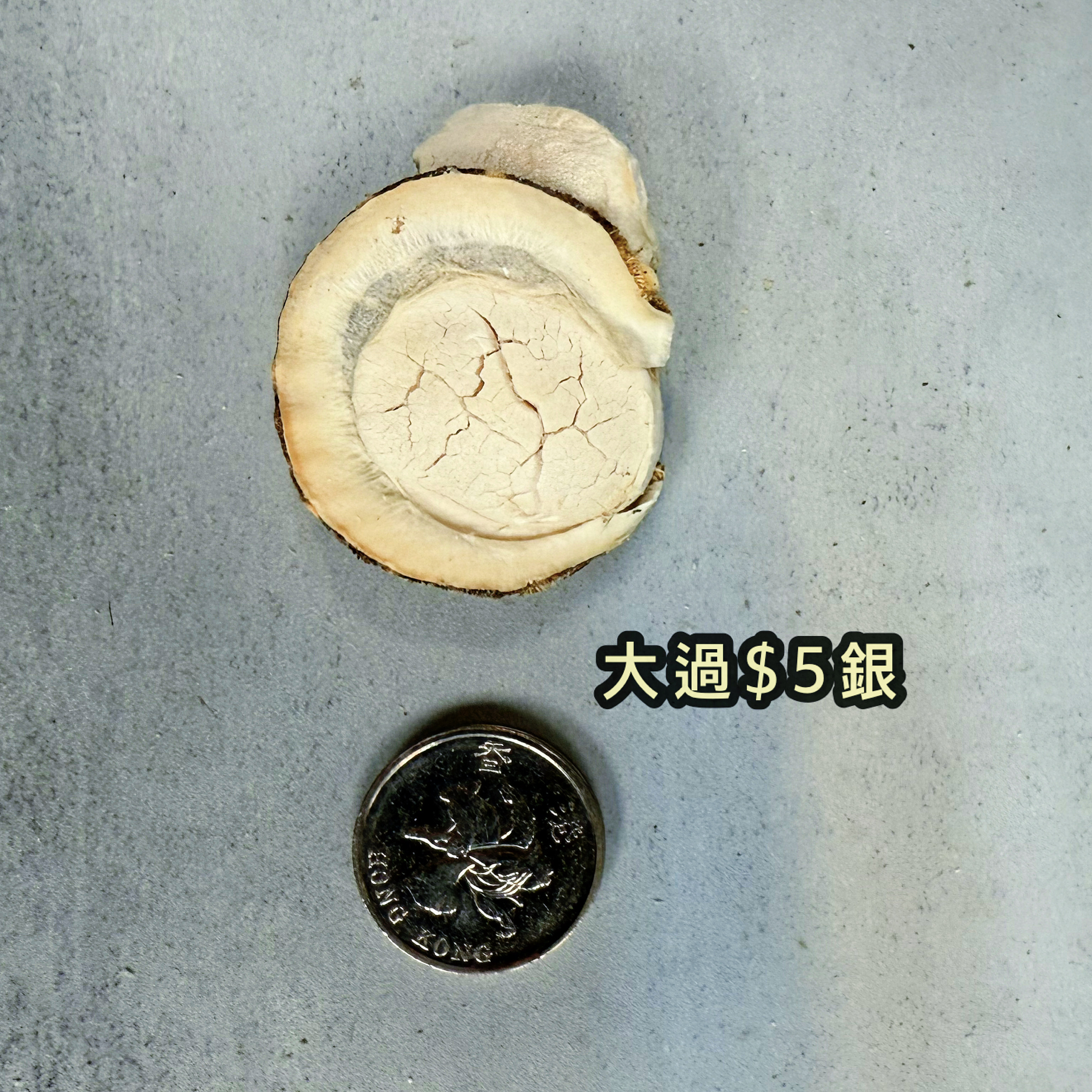 凍乾原隻特大北海道日本帶子｜比以前大一至兩倍