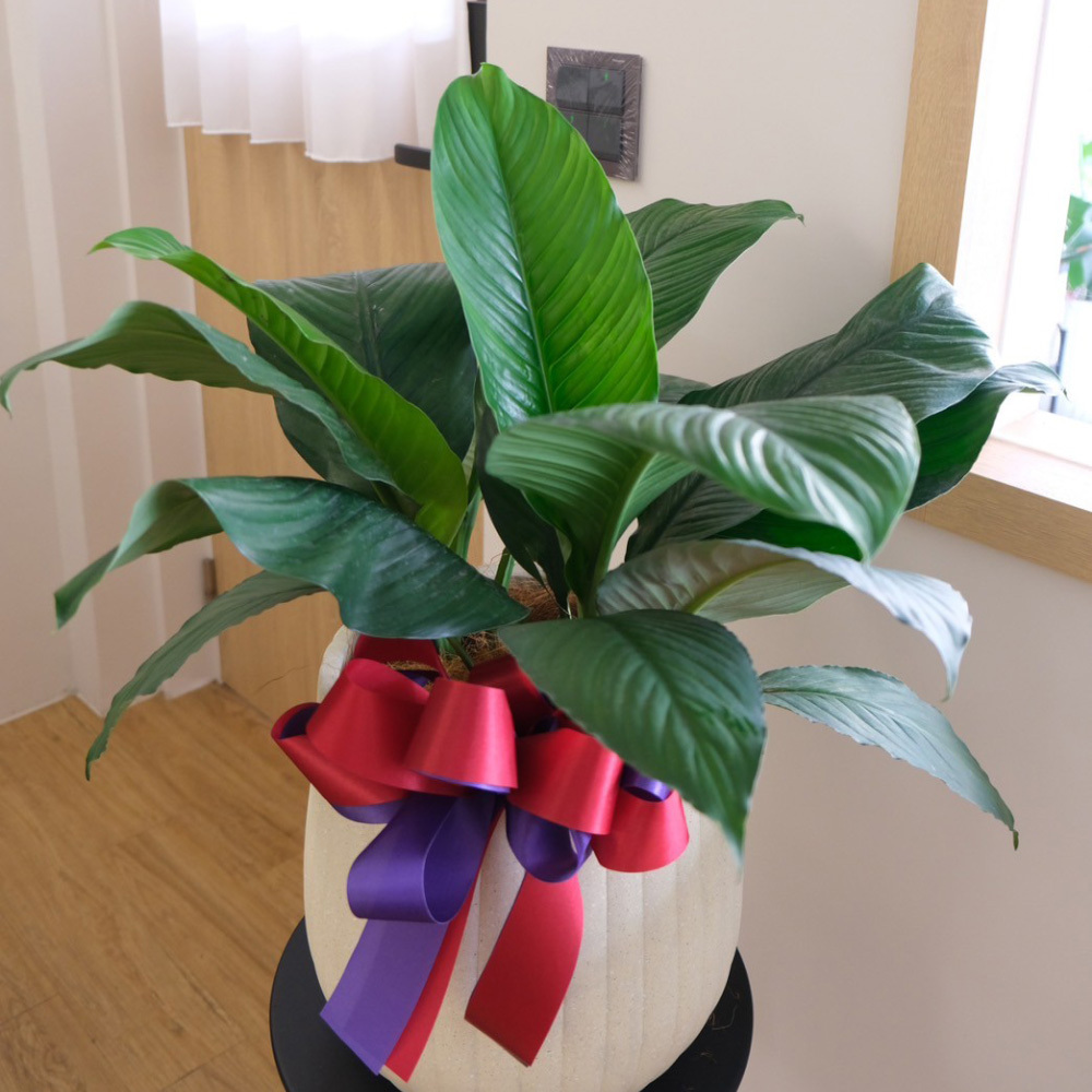 白鶴芋綠植 質感盆景