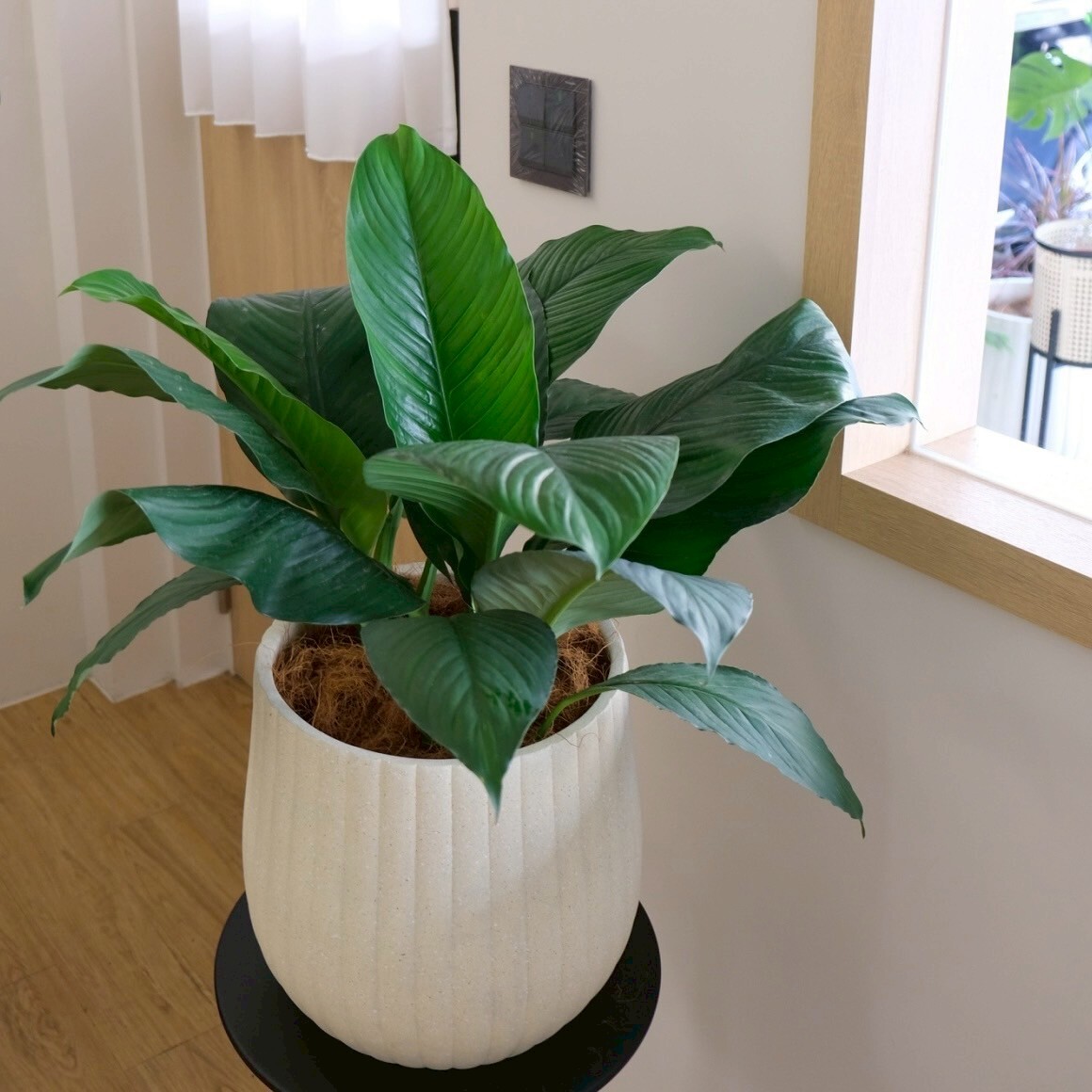 白鶴芋綠植 質感盆景