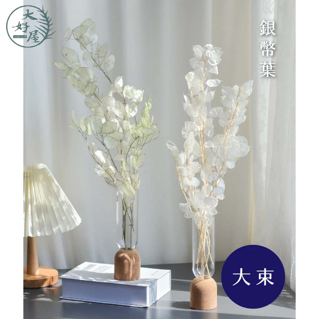 銀幣葉 (銀貝葉)【大】