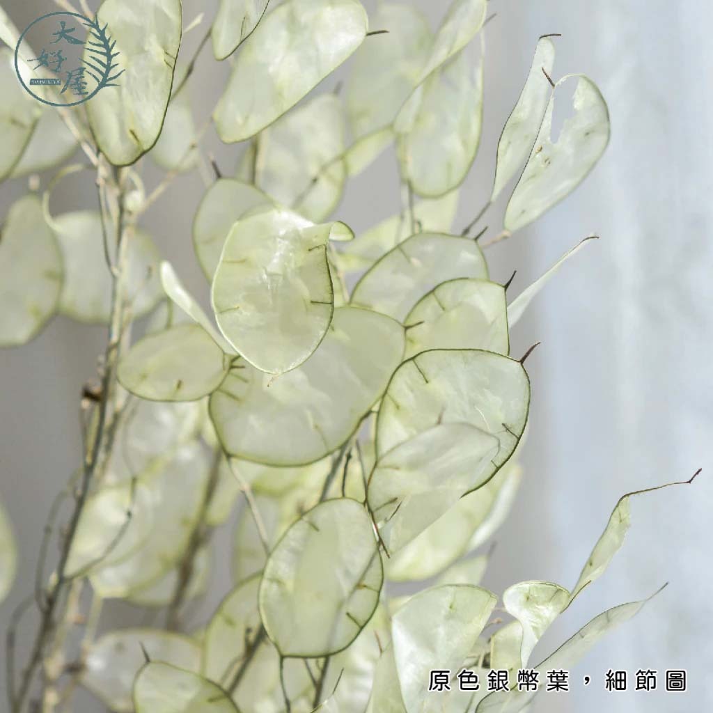 銀幣葉 (銀貝葉)【大】