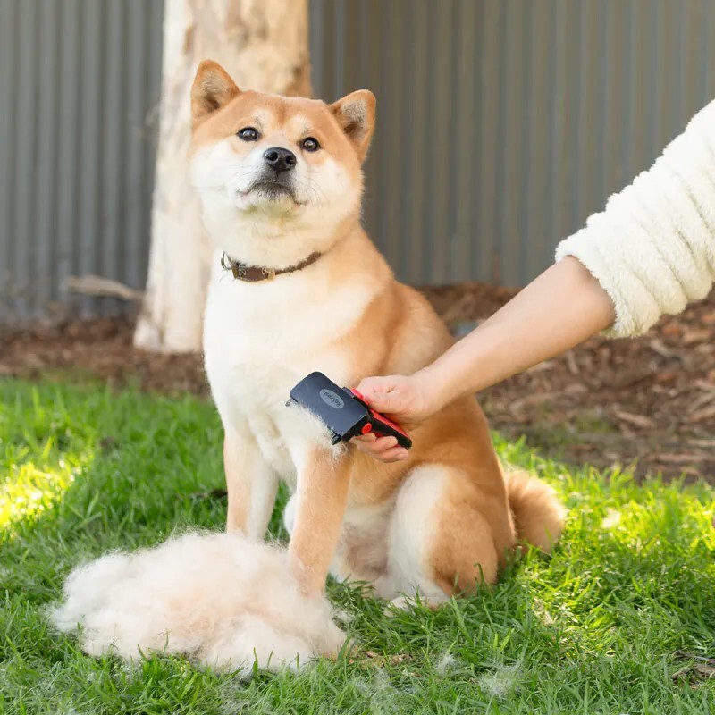 Refuresh 深層清潔寵物梳