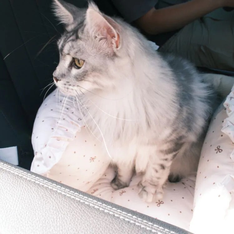 蓬蓬裙小公主｜純棉可手提車用寵物床