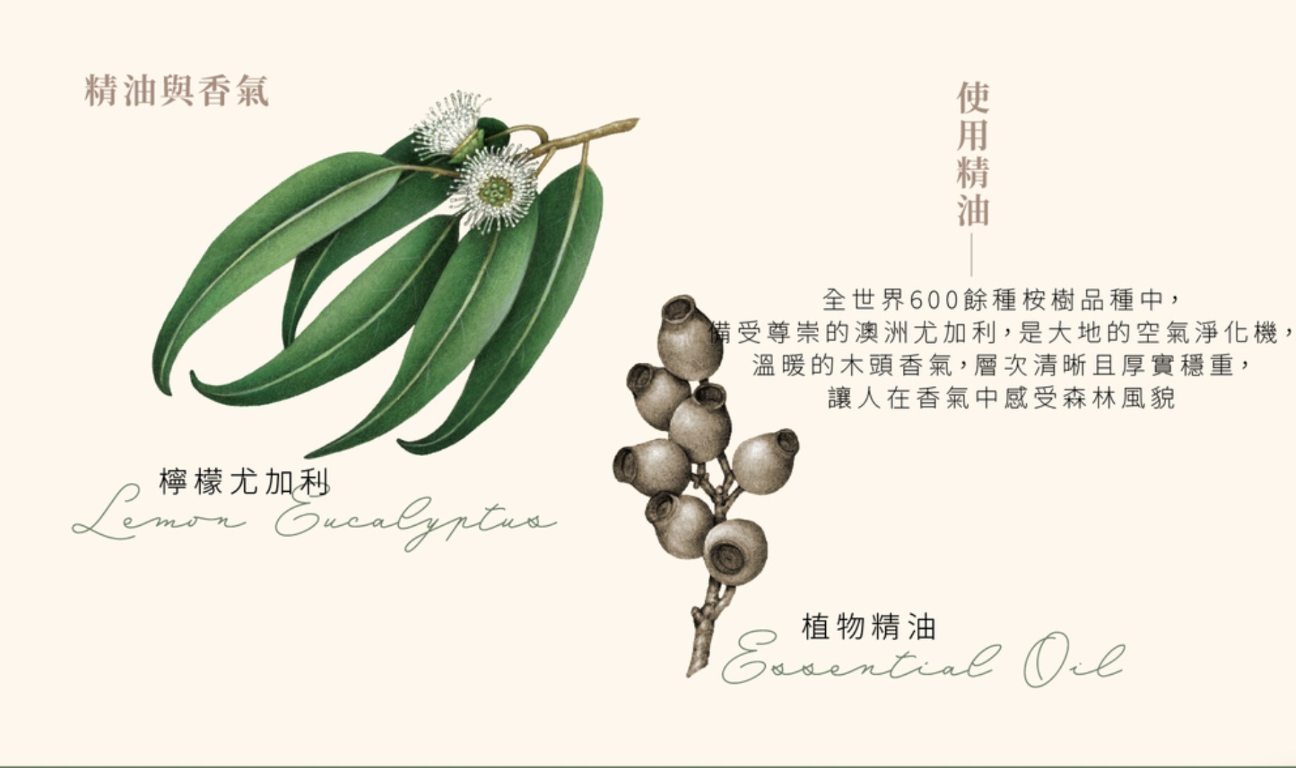 KOALA ECO 澳洲製純天然檸檬尤加利精油抗菌浴室多用清潔劑