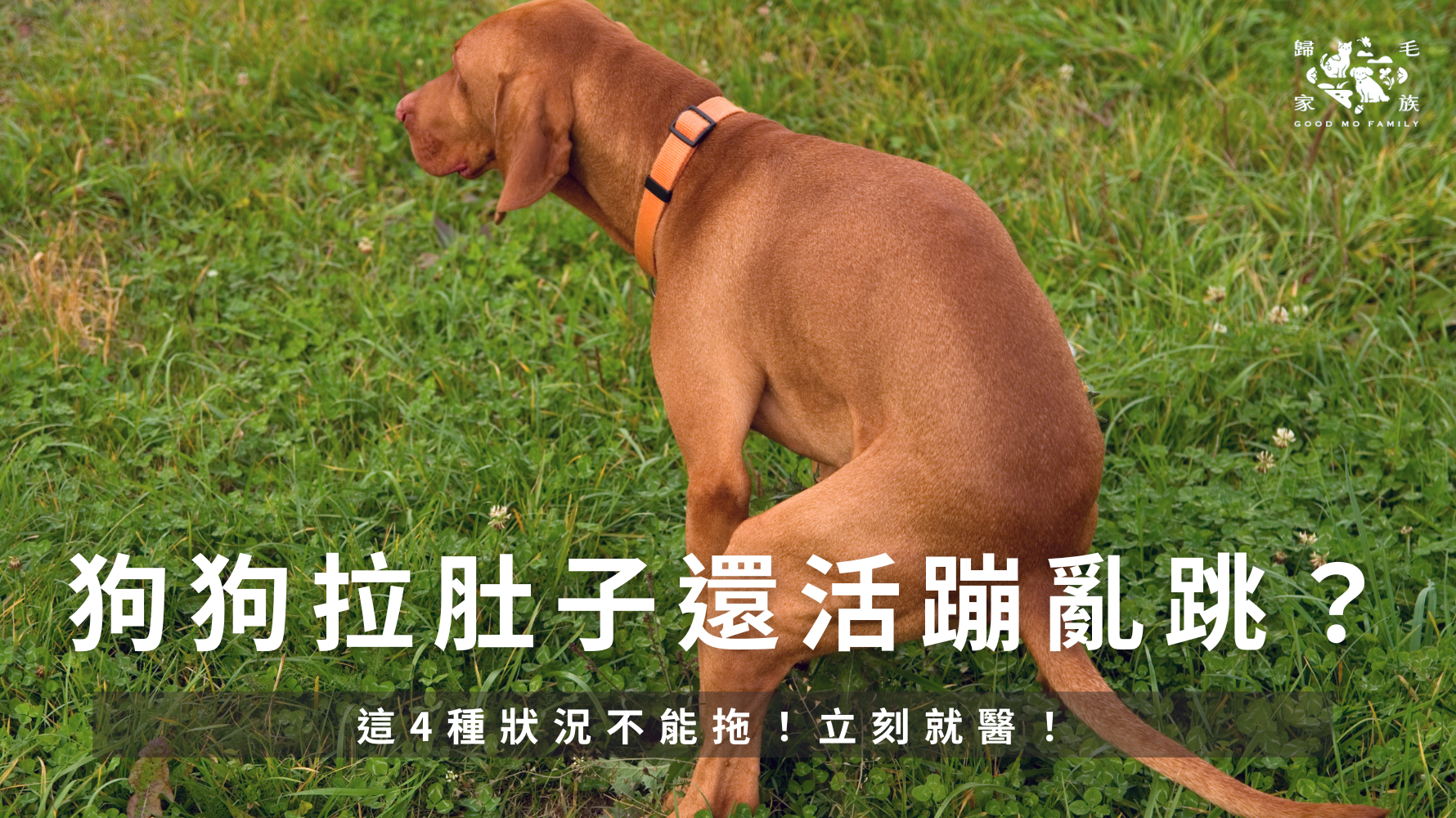 狗狗拉肚子還活蹦亂跳？這4種狀況不能拖！立刻就醫！