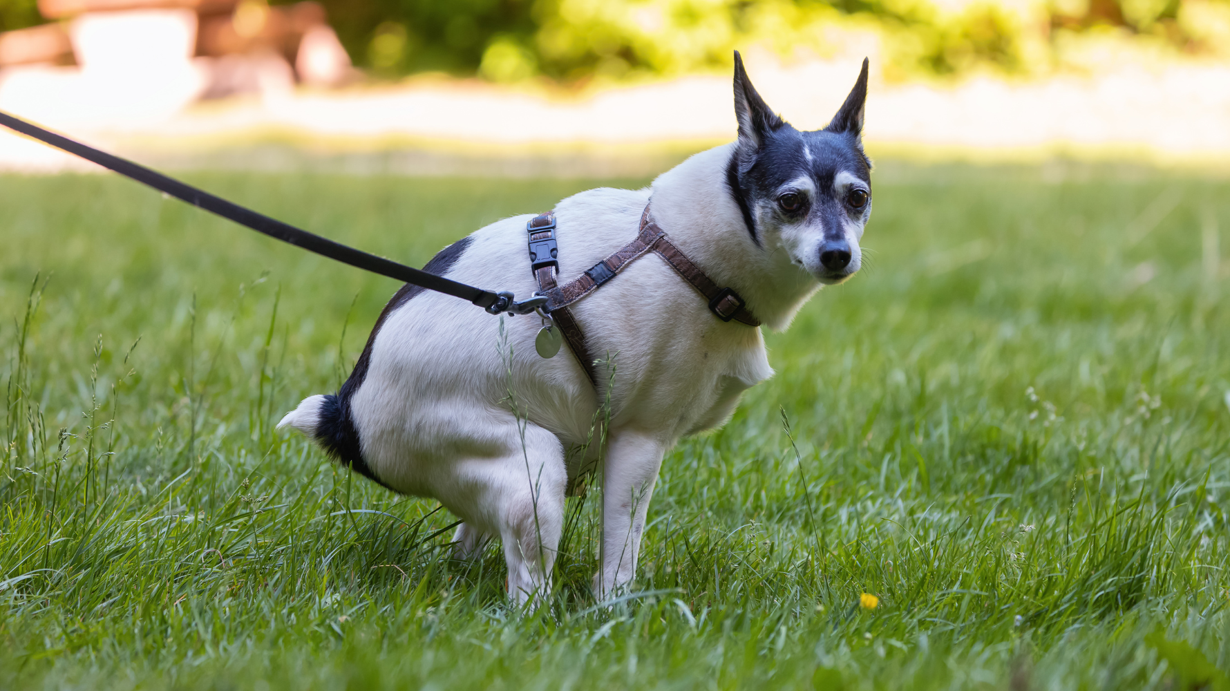 若拉肚子持續超過 2 天或出現其他危險徵兆，就不適合再拖，請立即帶毛孩就醫。