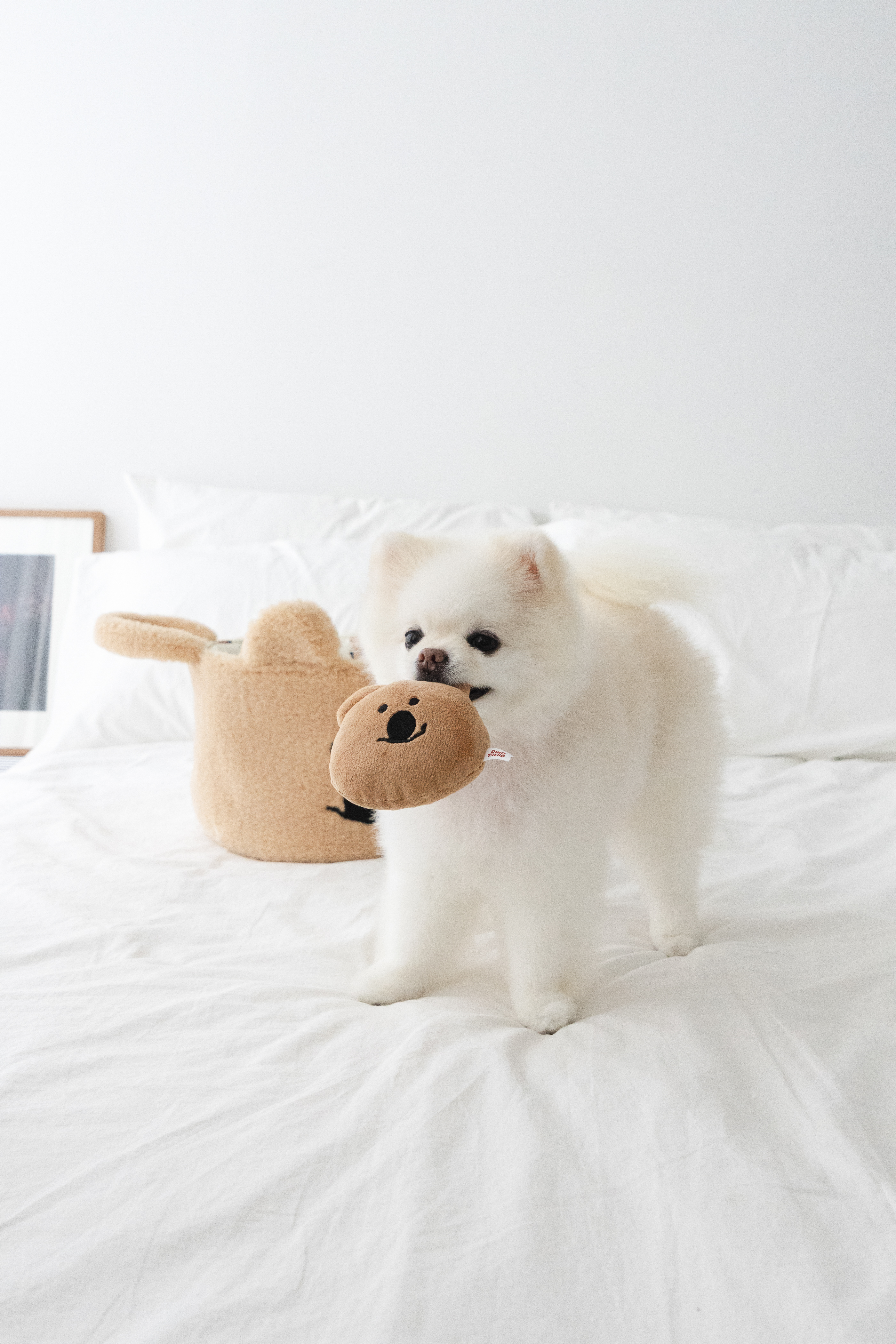 Noutti DINOTAENG Quok 玩具