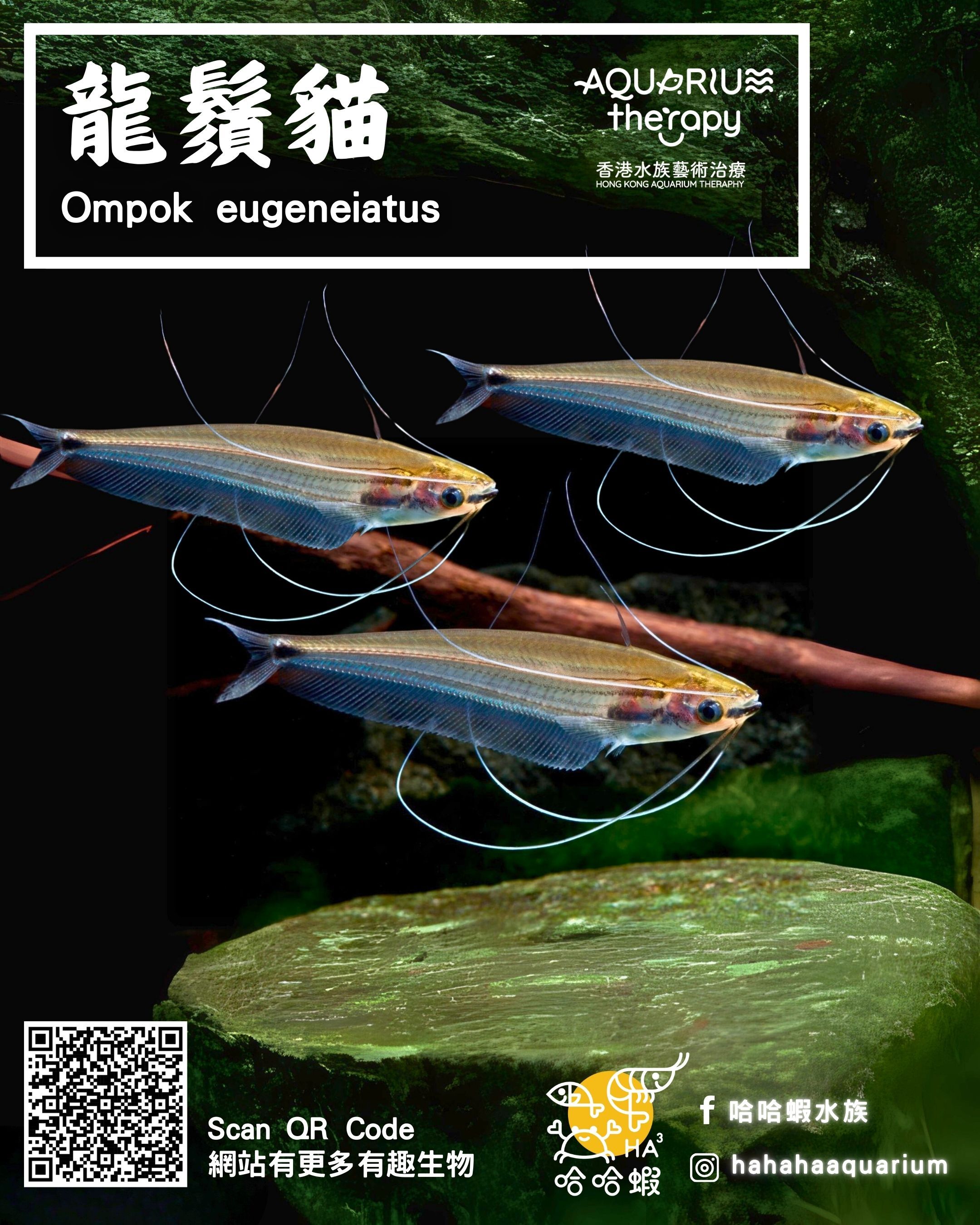 龍鬚貓 |  Ompok eugeneiatus
