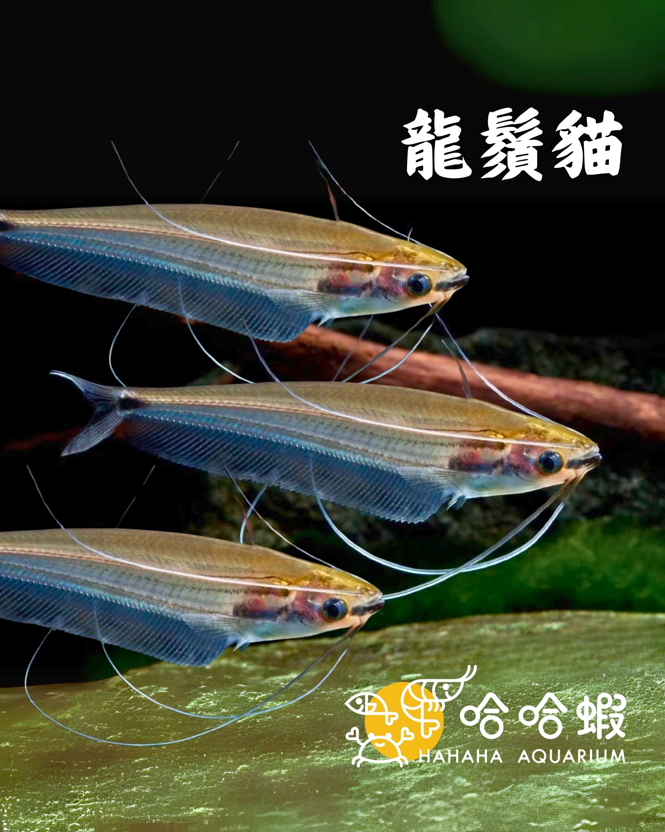 龍鬚貓 |  Ompok eugeneiatus