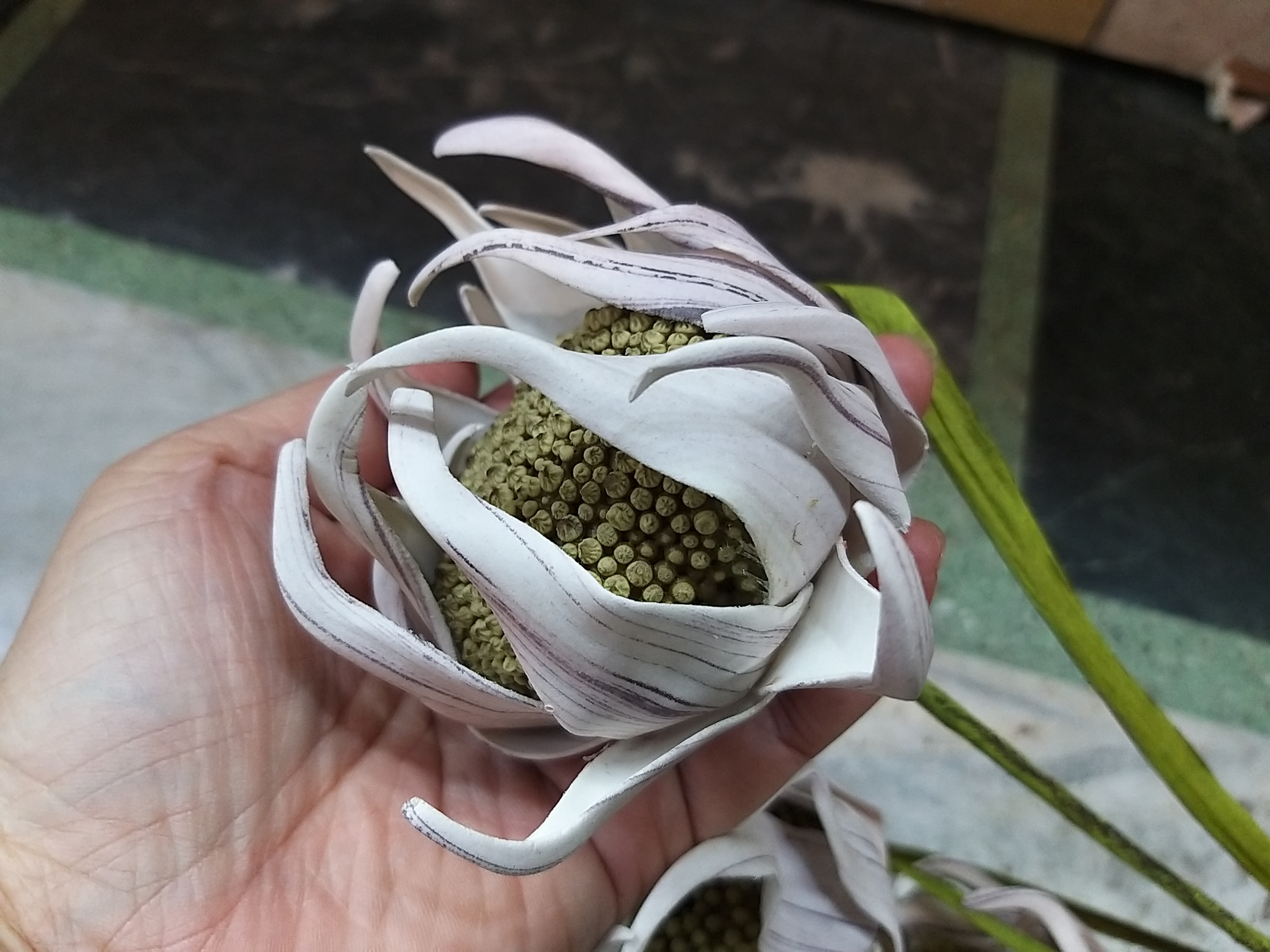 【台灣現貨速發】果子葉 創意 多肉 植物 沙漠 ｜人造花 仿真 多肉