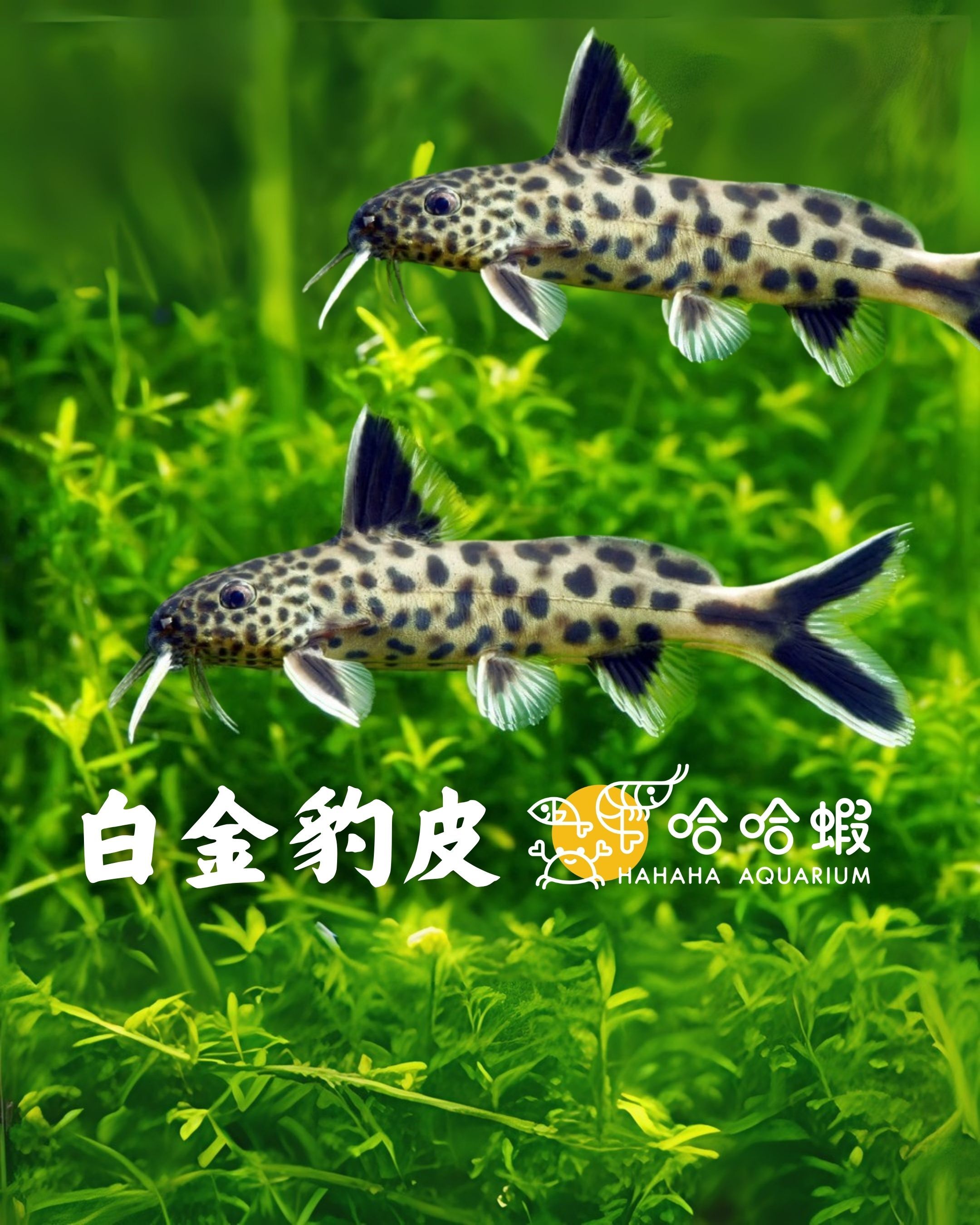 白金豹皮 |  Synodontis multipunctatus Boulenger
