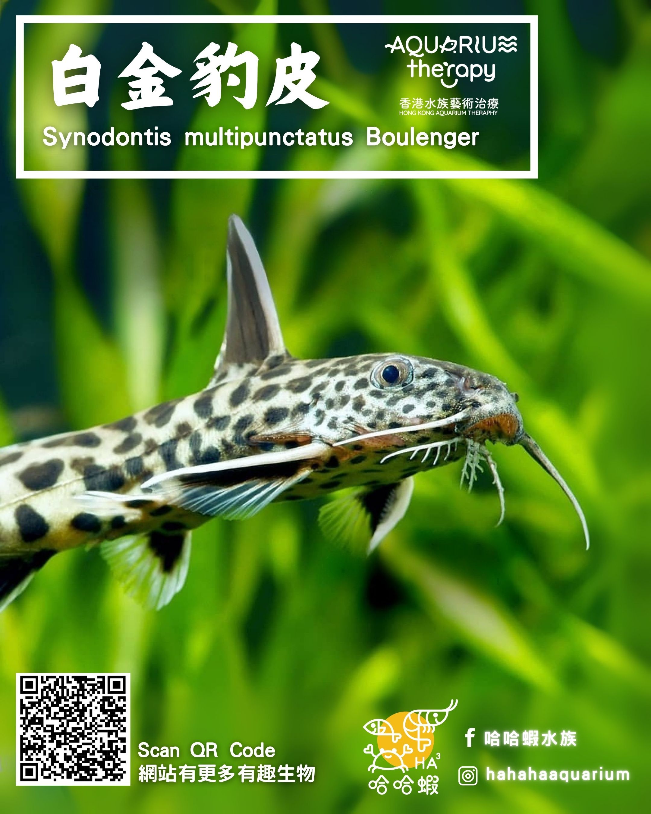 白金豹皮 |  Synodontis multipunctatus Boulenger