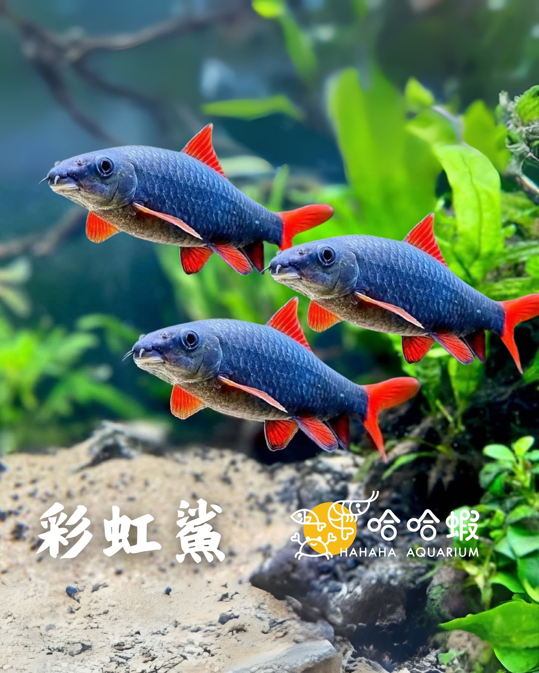 彩虹鯊 |  Epalzeorhynchus frenatus