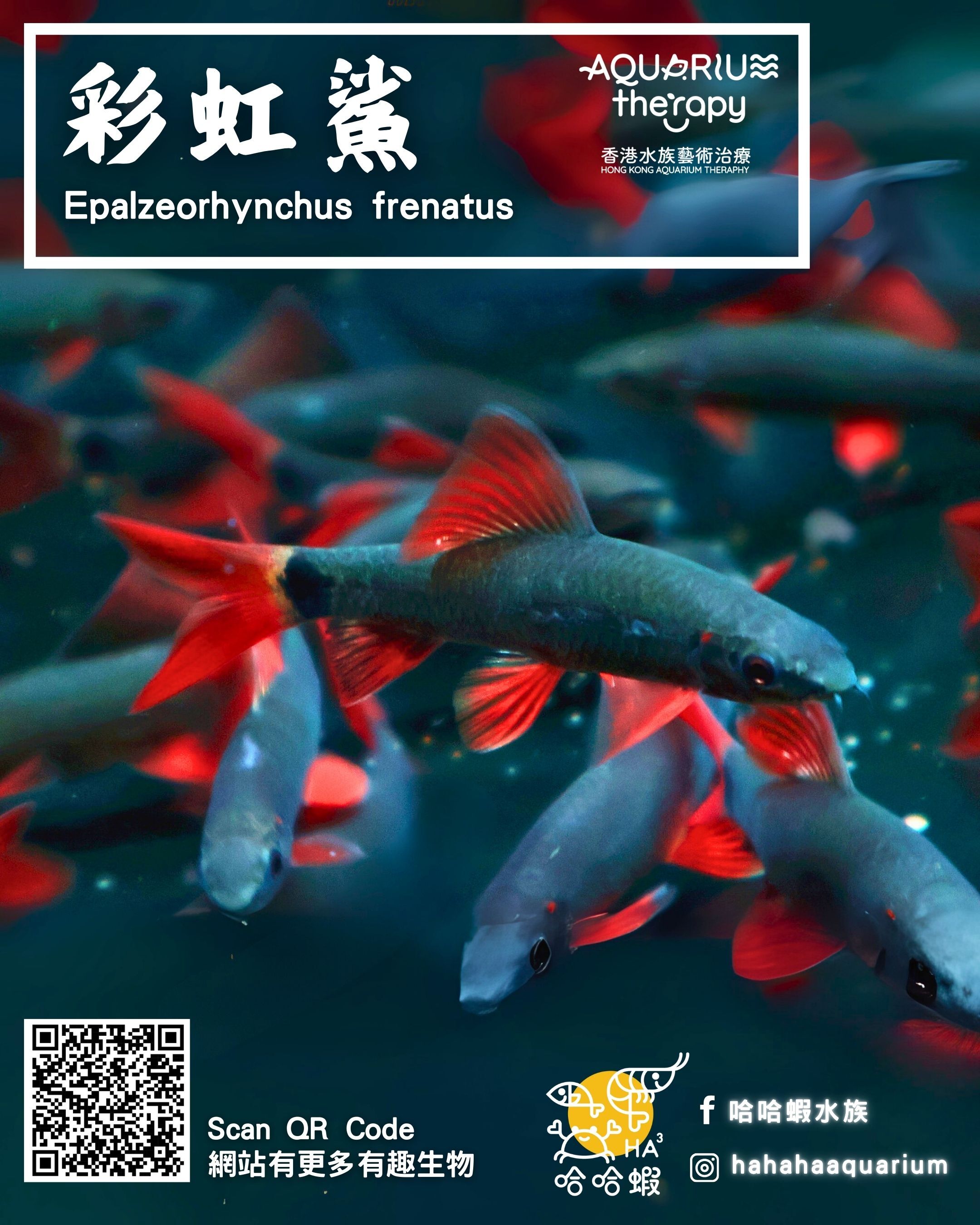 彩虹鯊 |  Epalzeorhynchus frenatus