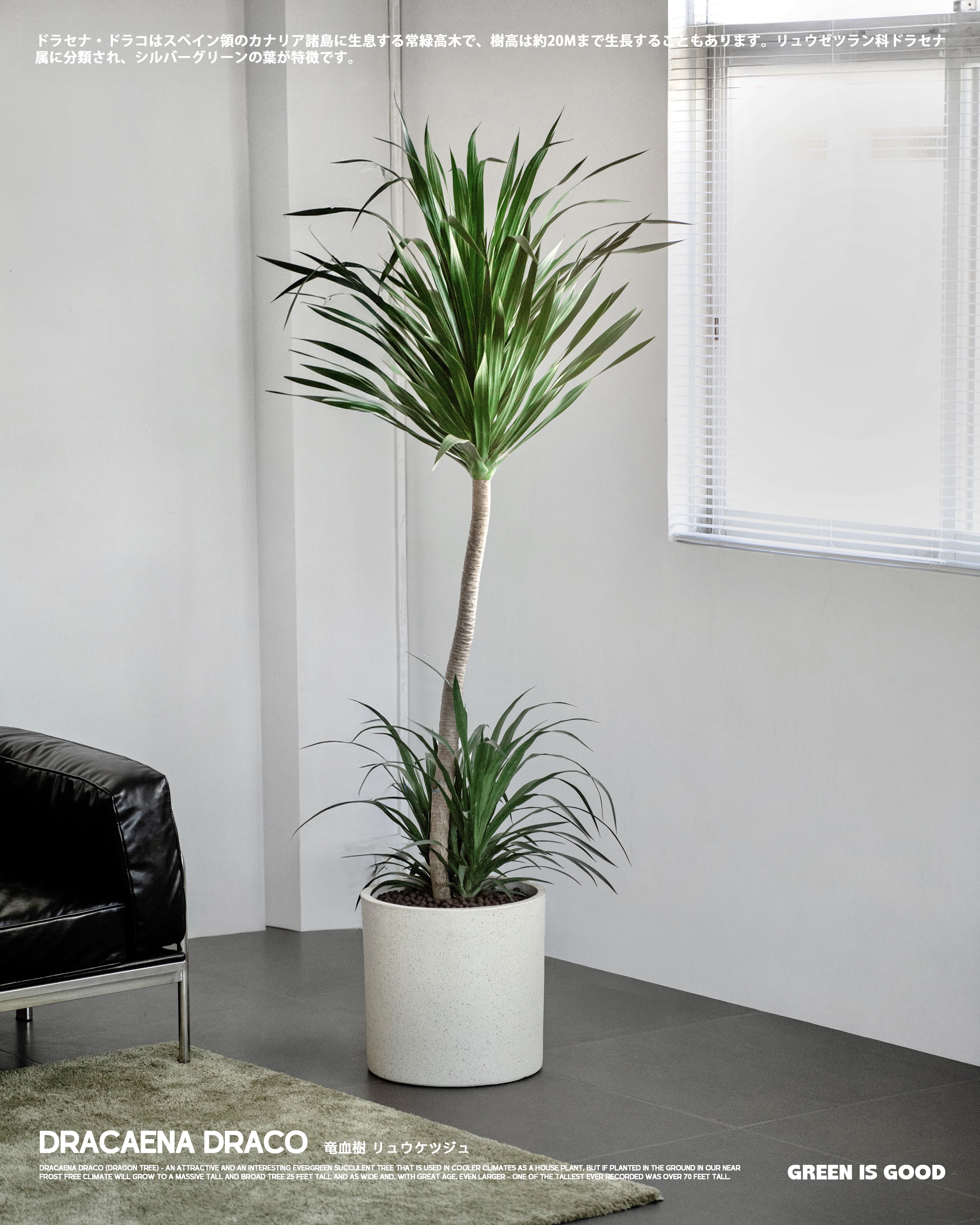 龍血樹 — 自然界的神秘守護者