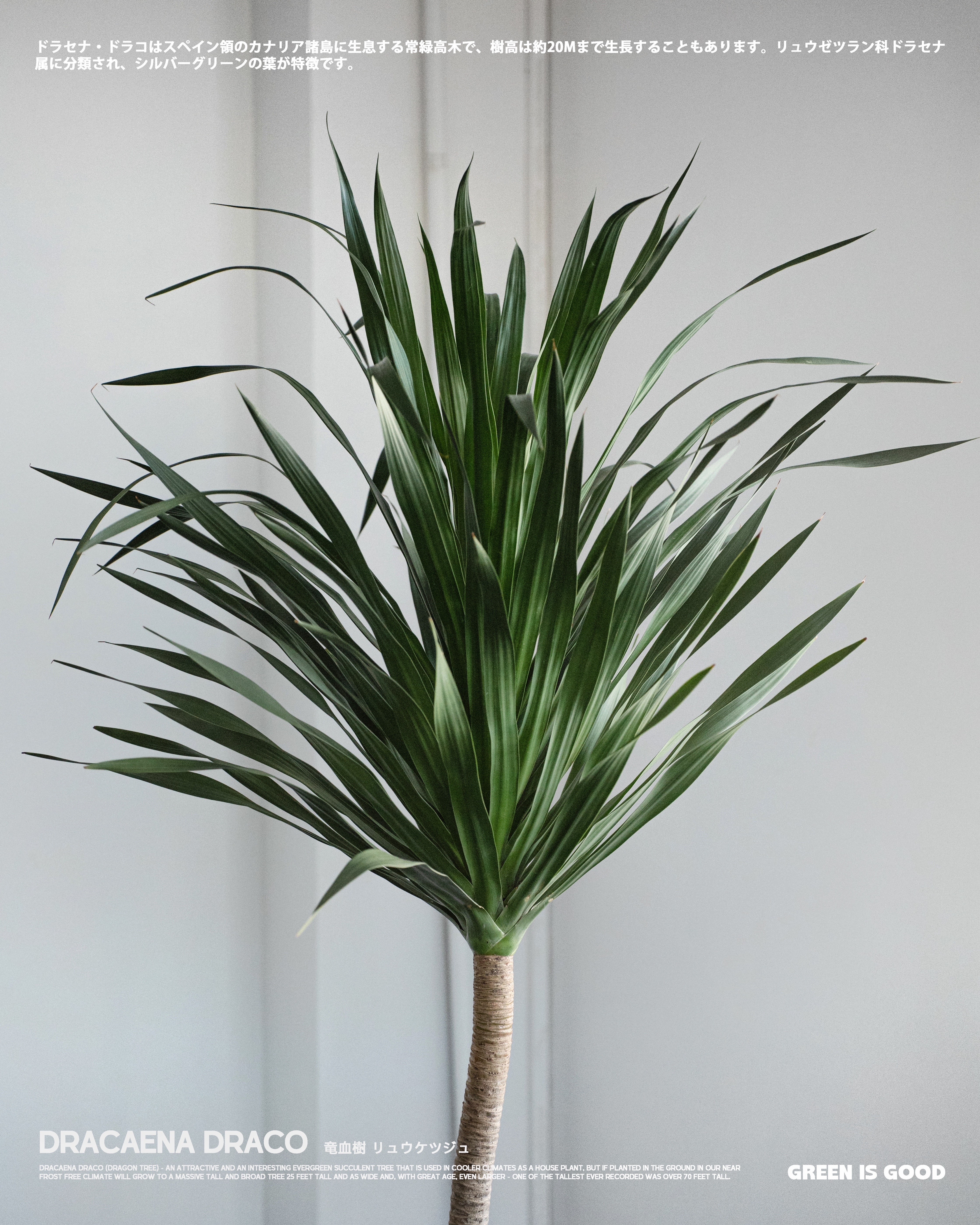 龍血樹 — 自然界的神秘守護者