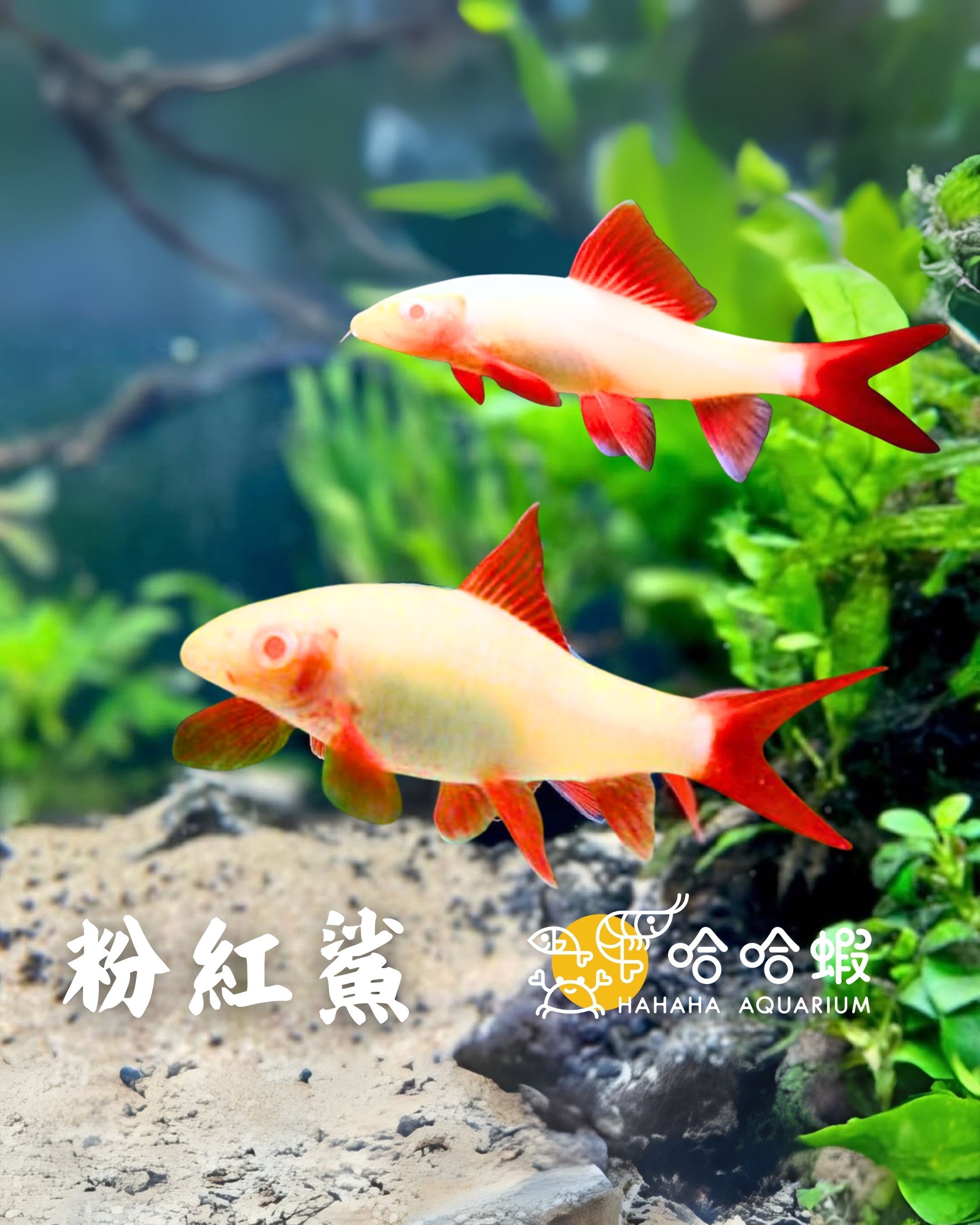 粉紅鯊 |  Epalzeorhynchus frenatus