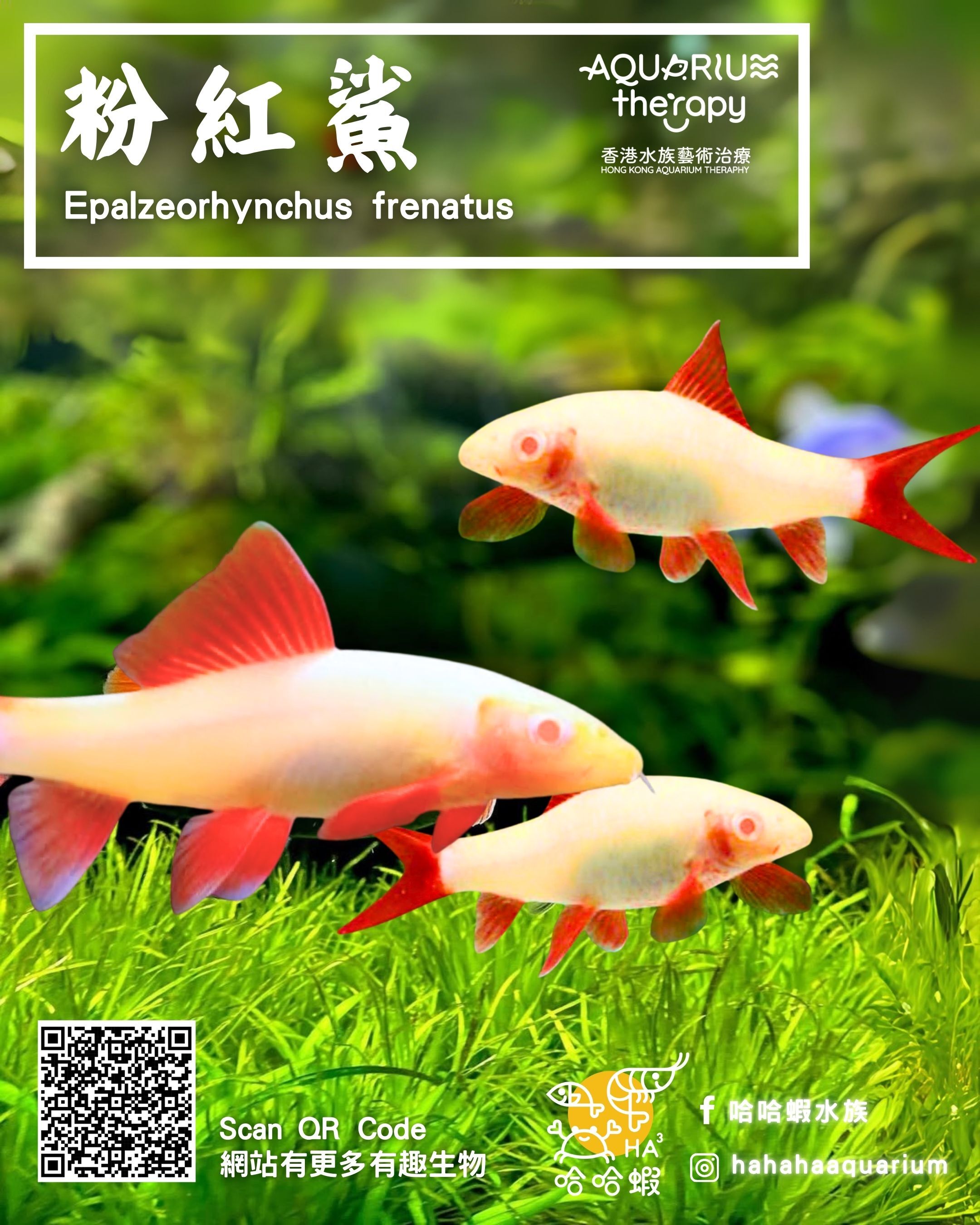 粉紅鯊 |  Epalzeorhynchus frenatus