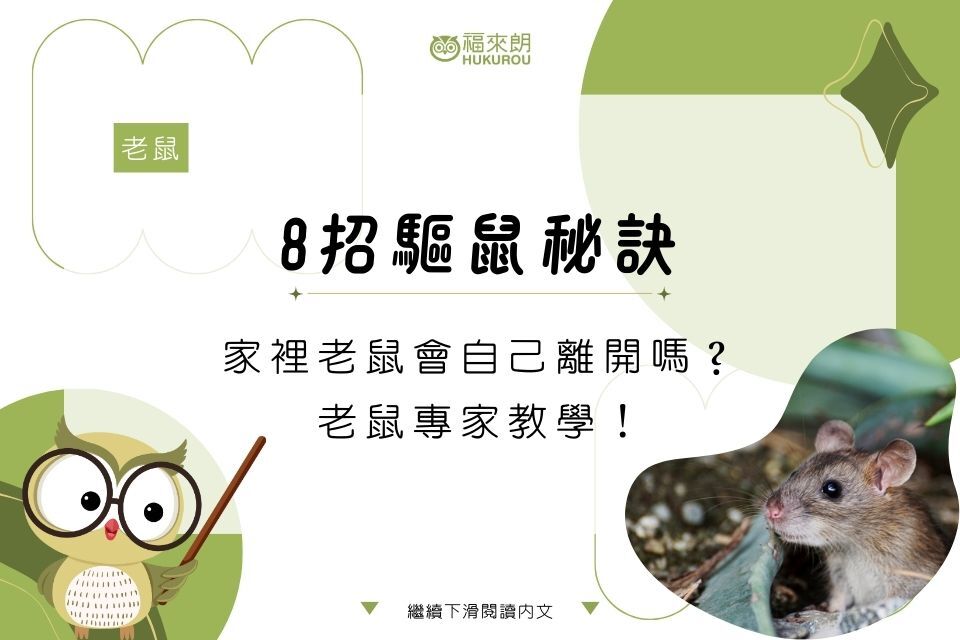 家裡老鼠會自己離開嗎？老鼠專家教你8招驅鼠秘訣