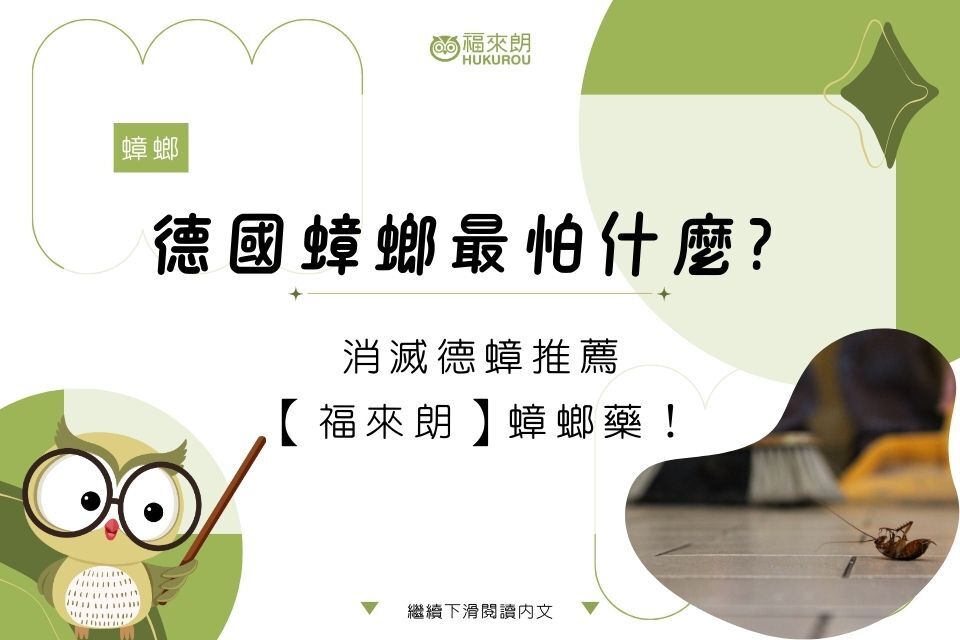 德國蟑螂最怕什麼？消滅德蟑推薦【福來朗】蟑螂藥！