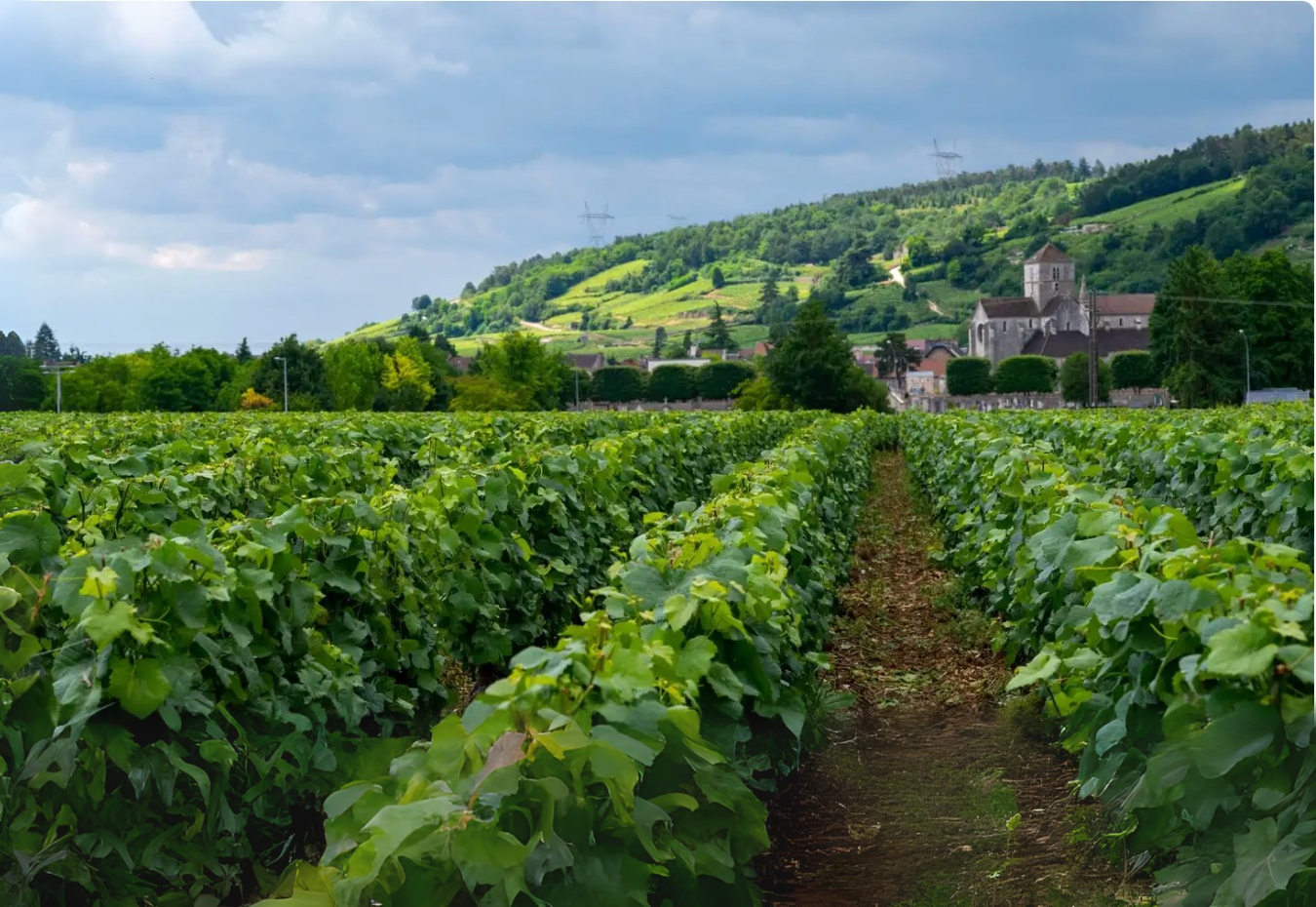 Domaine Sylvie Esmonin