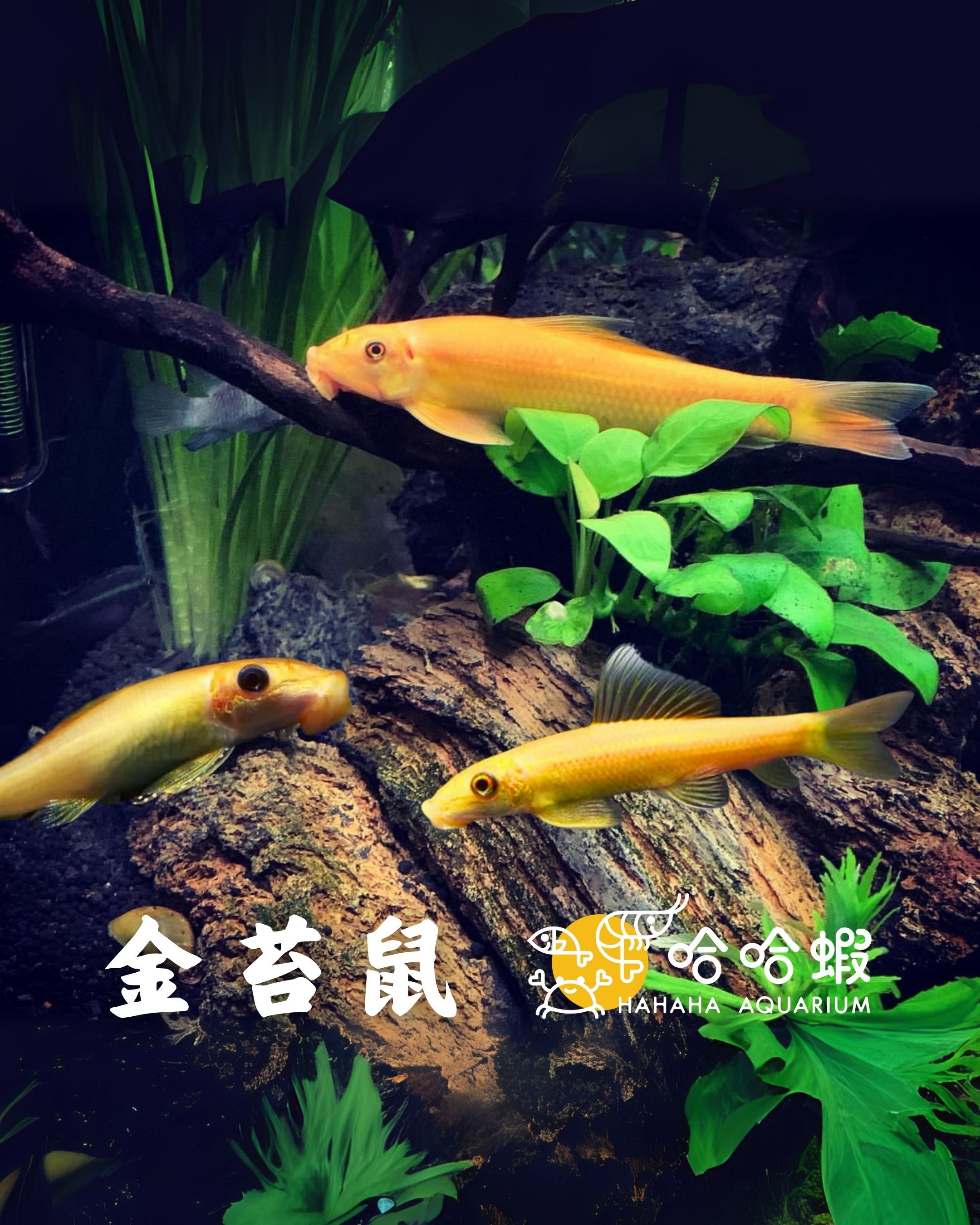 金苔鼠 |  Gyrinocheilus aymonieri