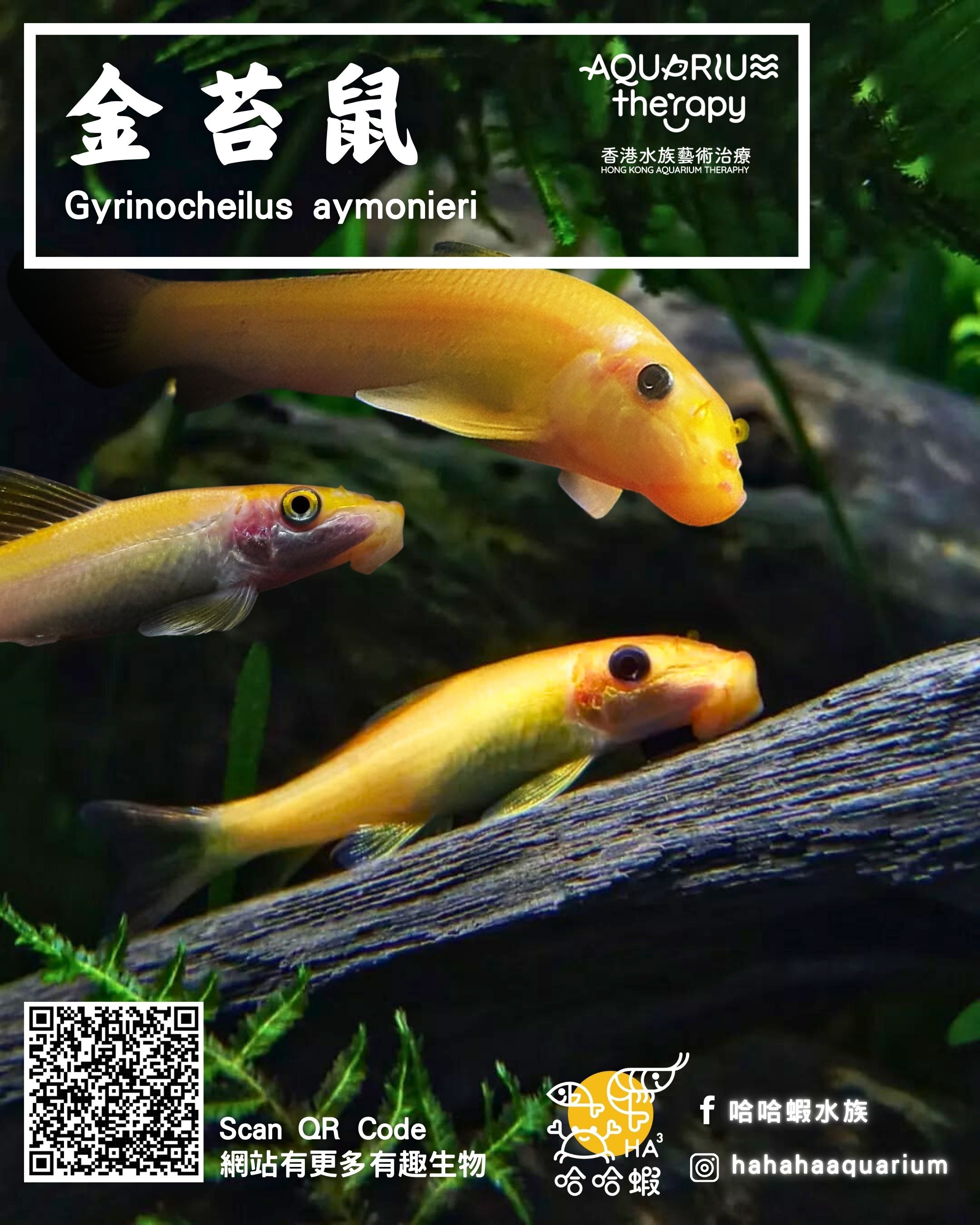 金苔鼠 |  Gyrinocheilus aymonieri