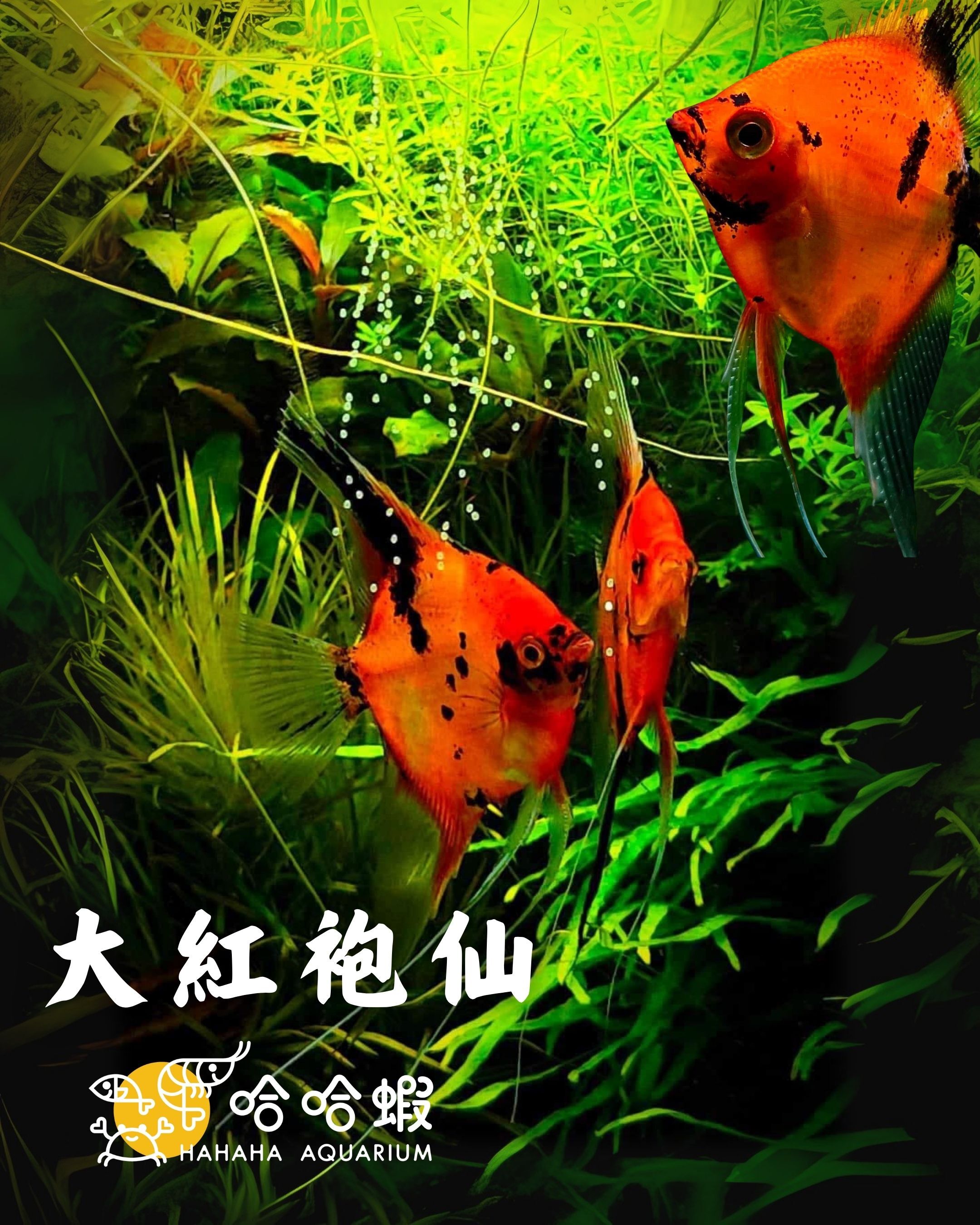 大紅袍神仙 | Pterophyllum scalare var.