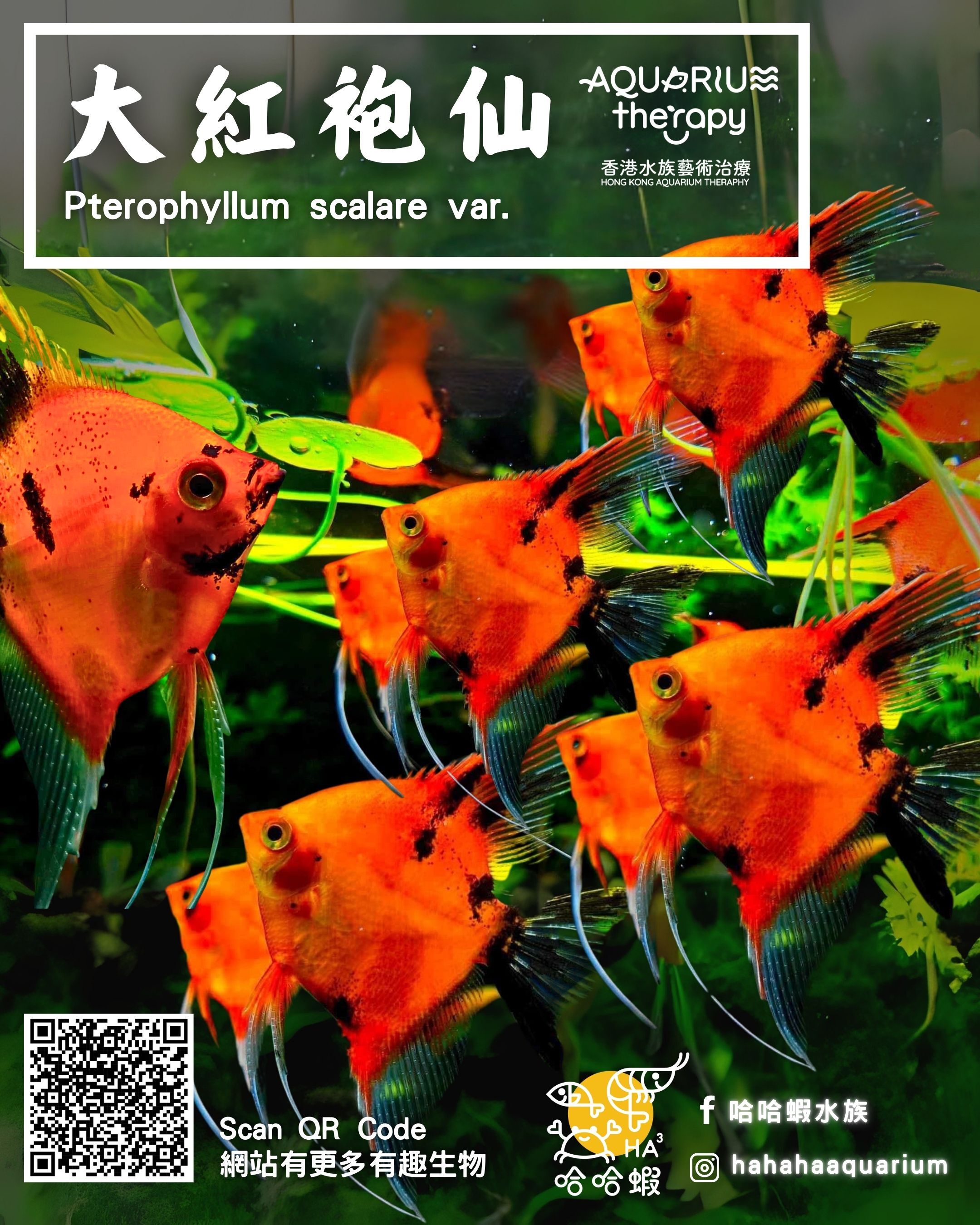 大紅袍神仙 | Pterophyllum scalare var.