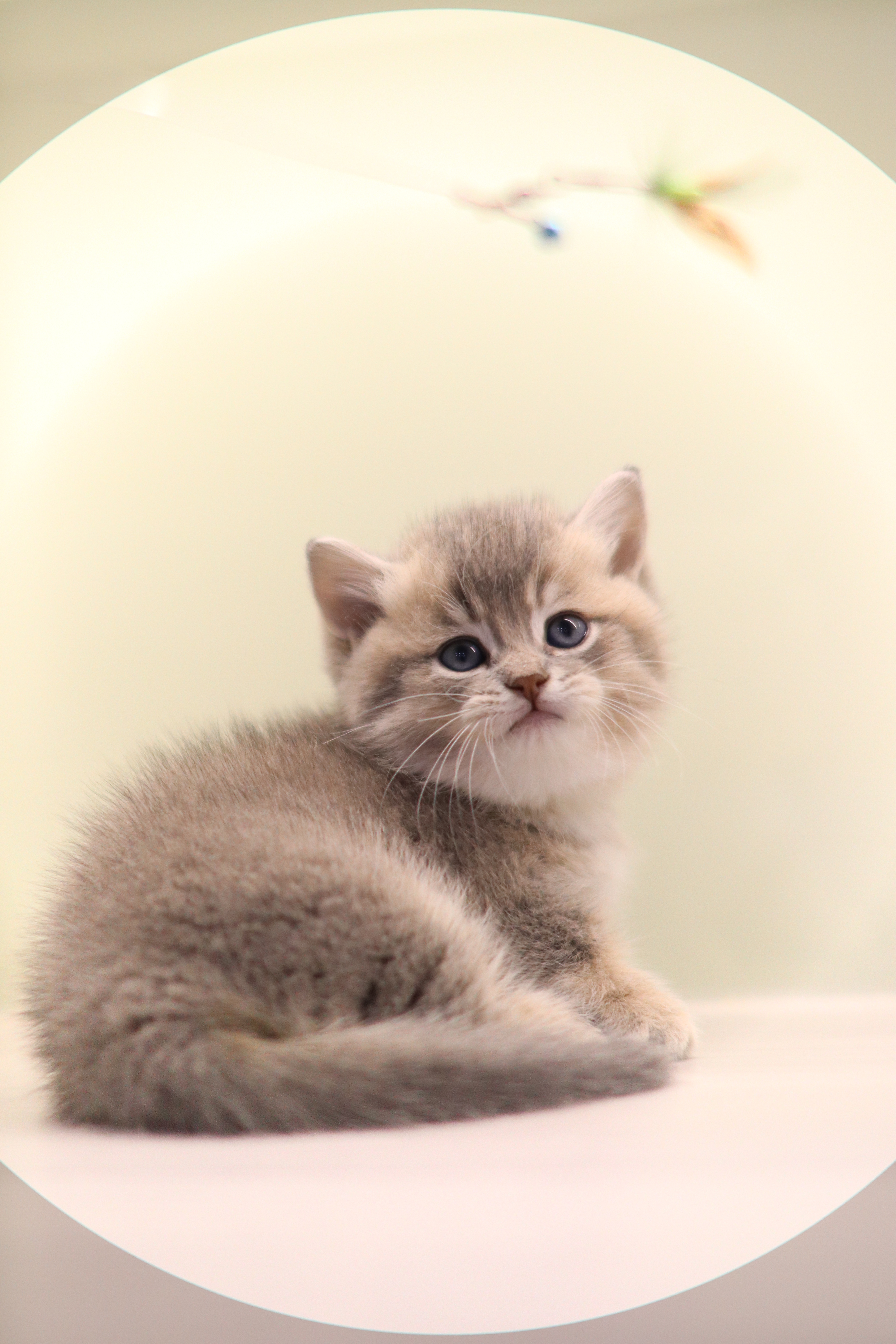 曼基 | 藍金 | 女女 | Kitcat