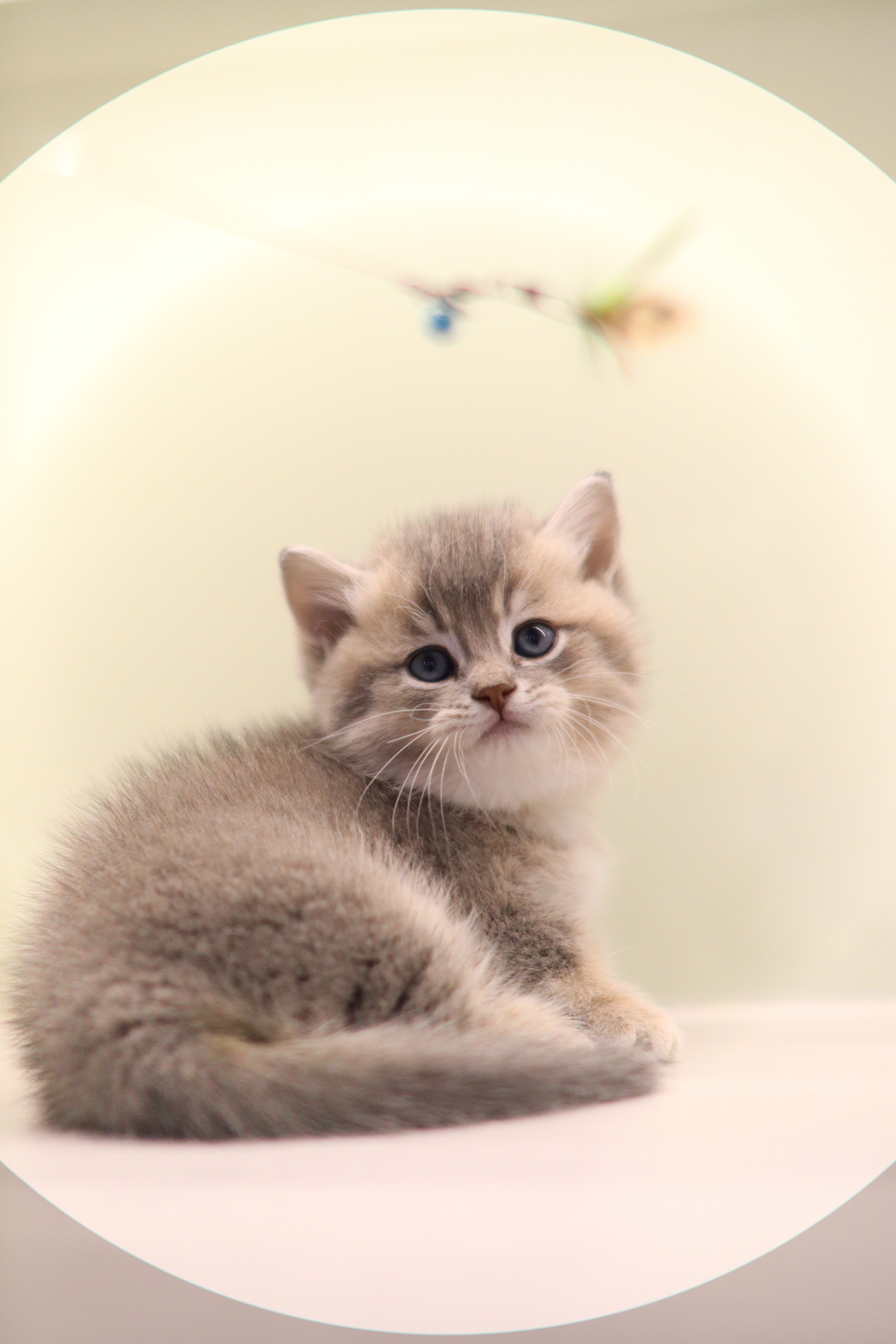 曼基 | 藍金 | 女女 | Kitcat