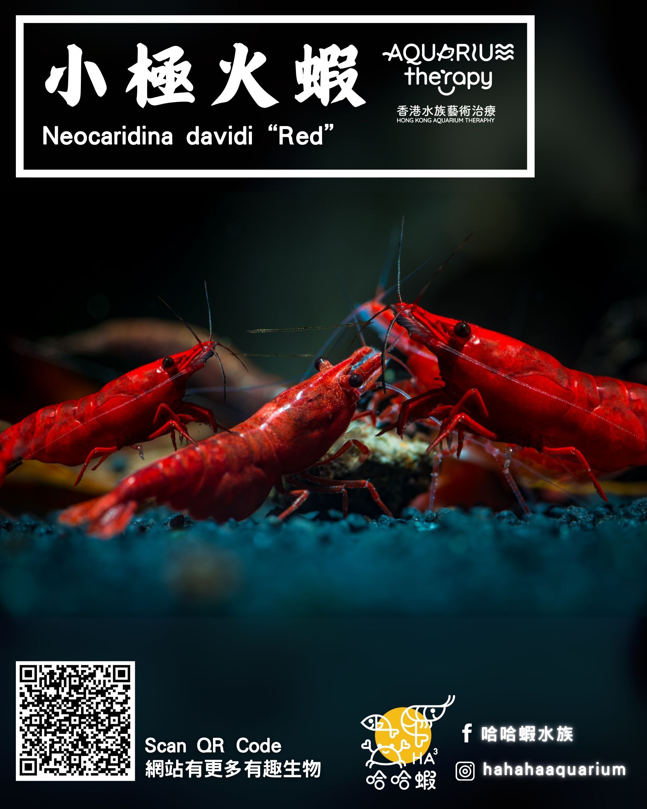 小極火蝦 | Neocaridina davidi “Red”（0.8cm - 1.2cm）