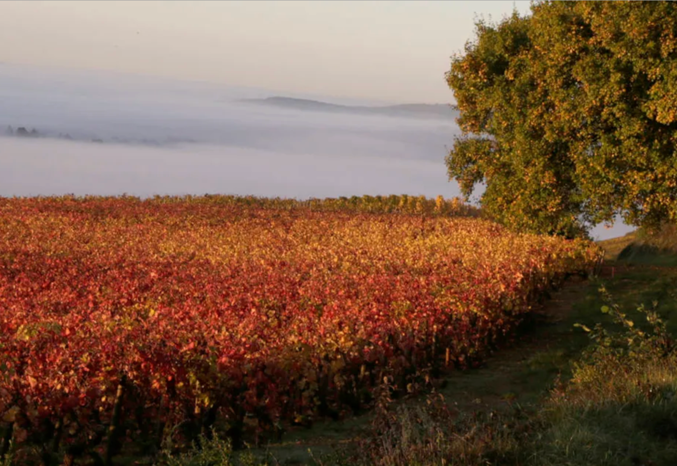 Domaine Olivier Guyot