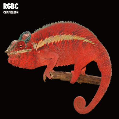 [高雄] ankaramy 安卡拉美 |akrm-m197f