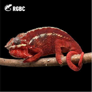 【高雄】Tamatave 塔瑪塔夫|tmt-m183f