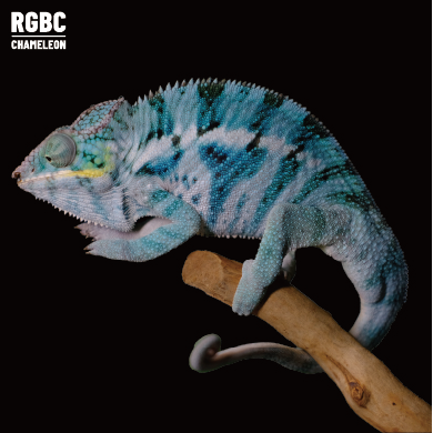 【高雄】Ambato 安巴托 |abt-m151f