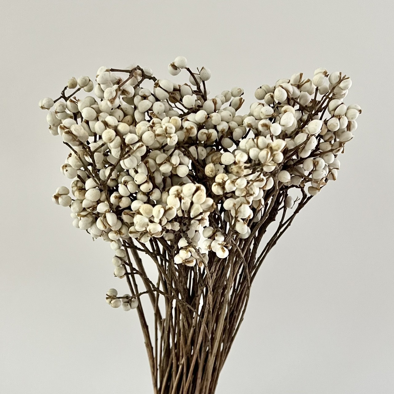 乾燥烏臼(中枝)