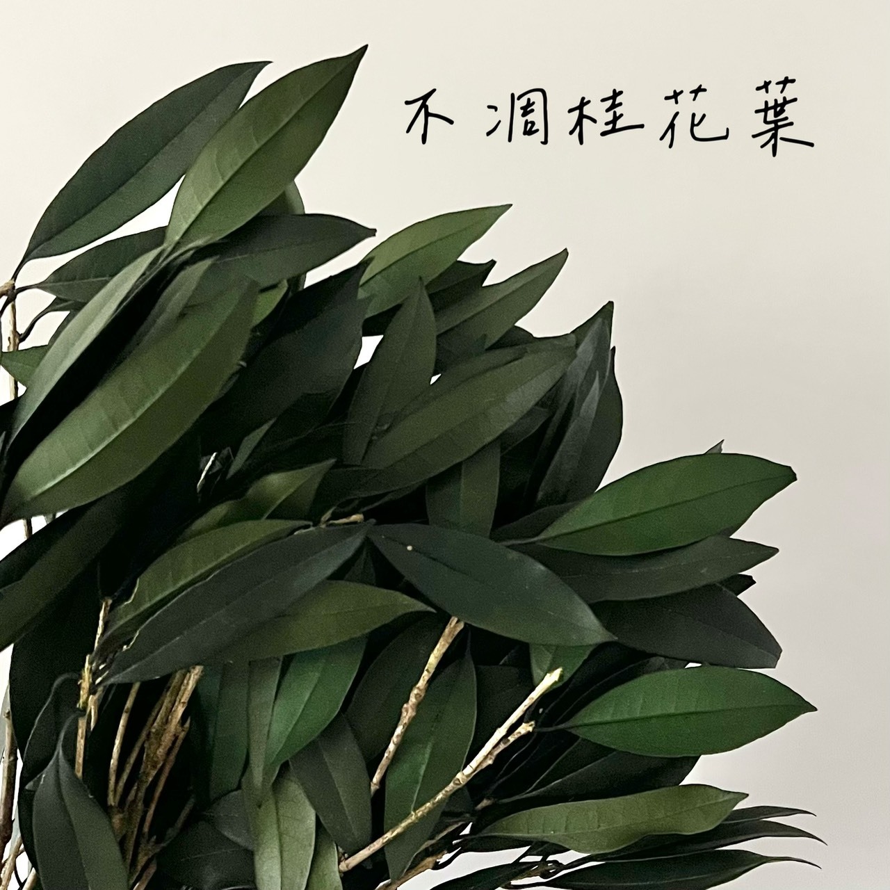 不凋桂花葉