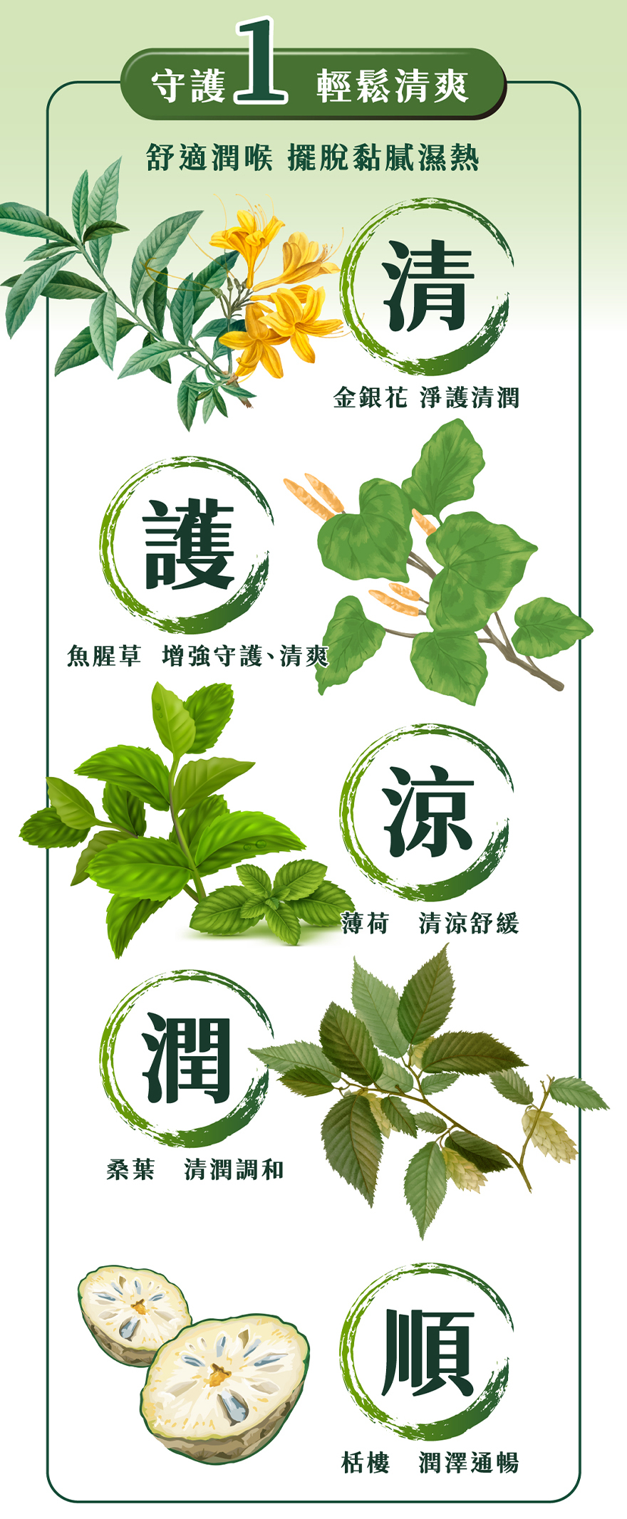 清護11號成份金銀花、魚腥草